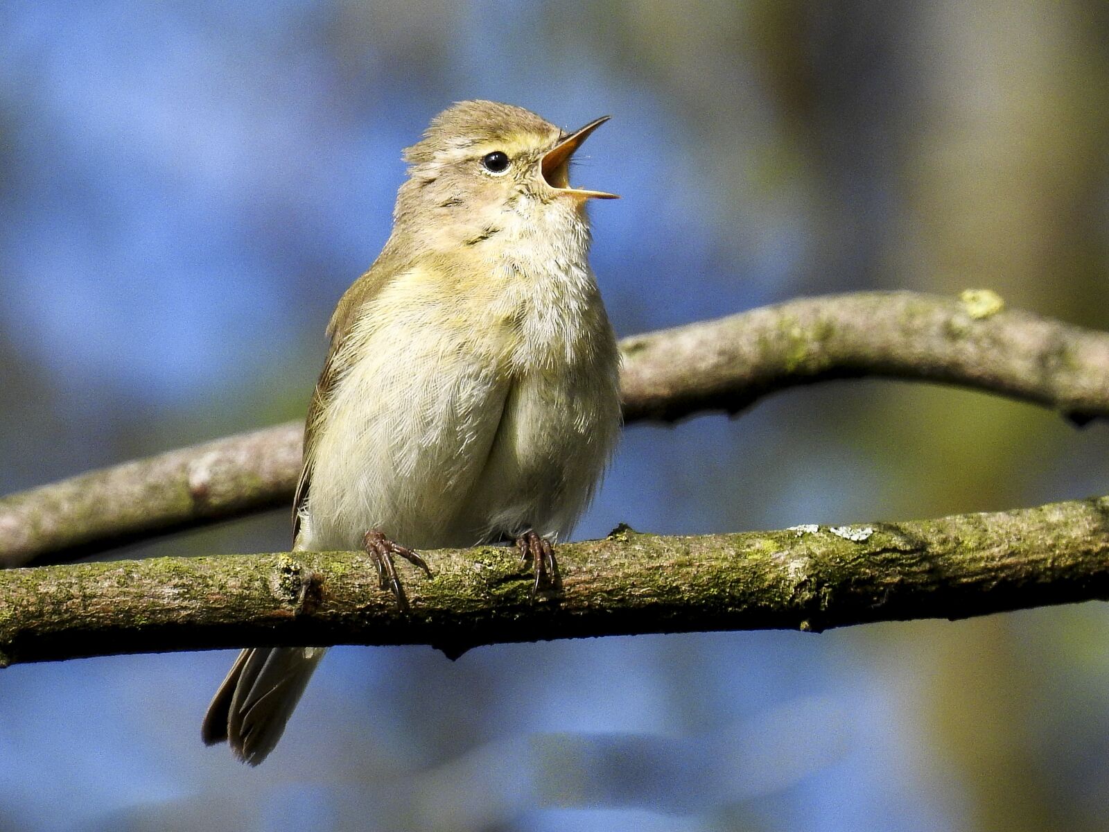 Nikon Coolpix P900 sample photo. Chiffchaff, bird, songbird photography