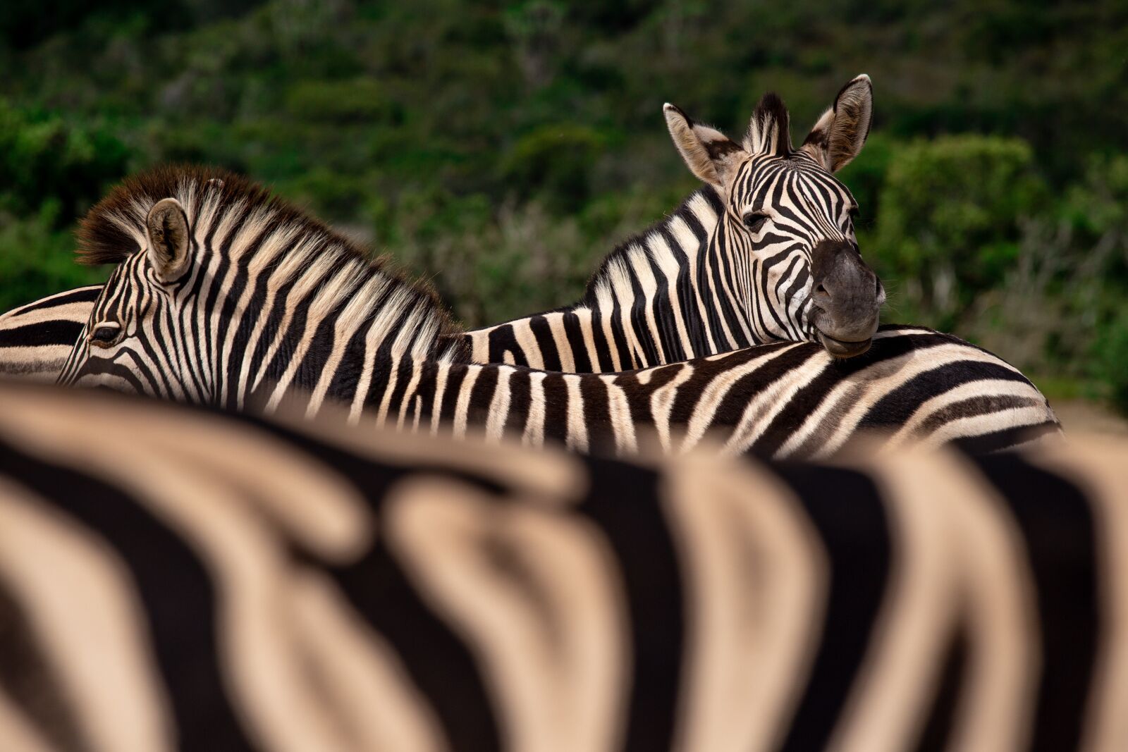 Canon EOS 6D sample photo. Zebras, south africa, animals photography