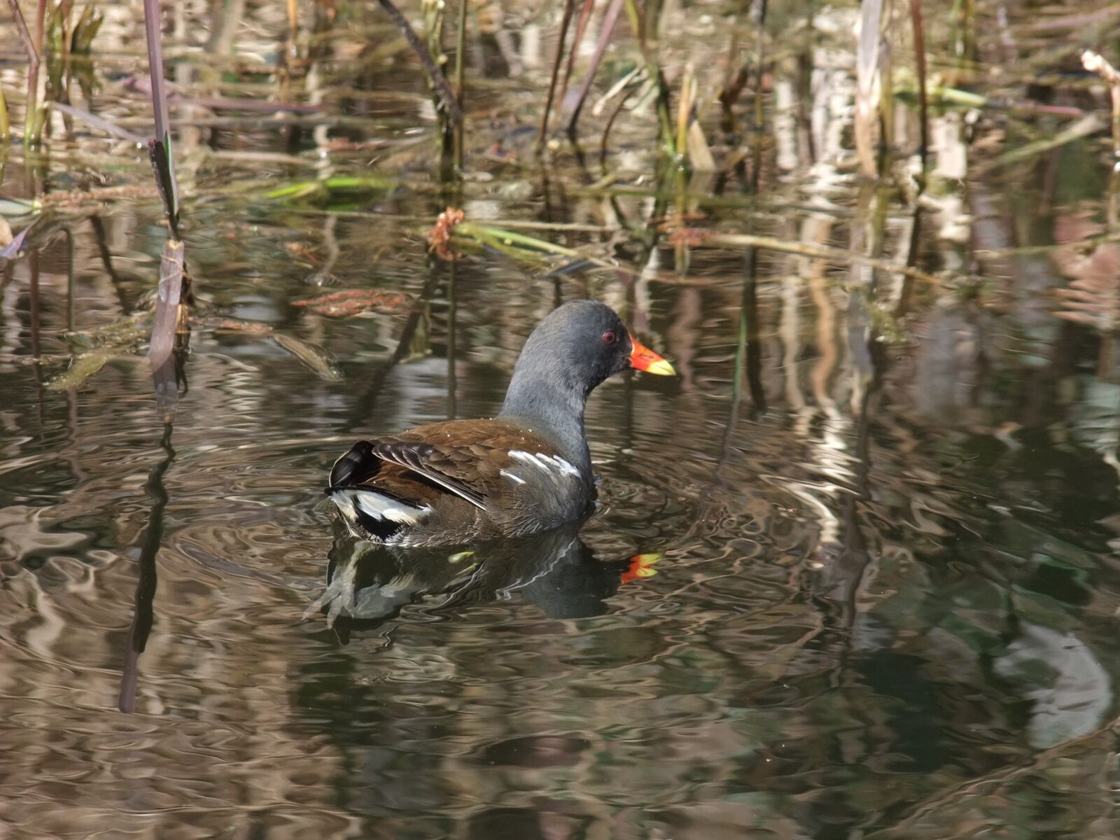 FujiFilm FinePix S200EXR (FinePix S205EXR) sample photo. Moorhen, waterfowl, canal photography
