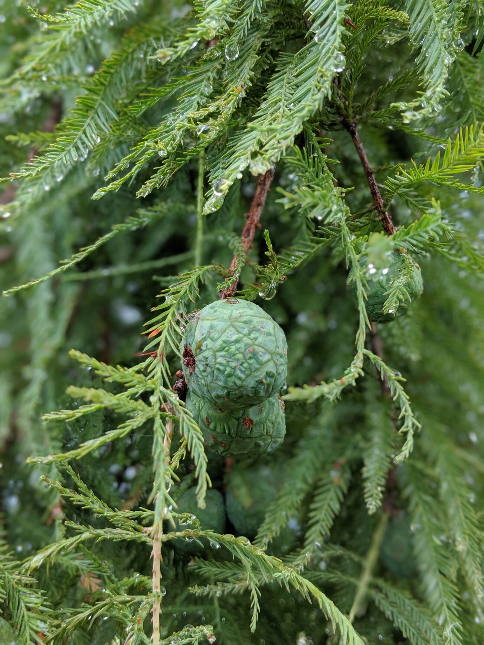 Google Pixel 2 sample photo. Pine, dew, rain photography