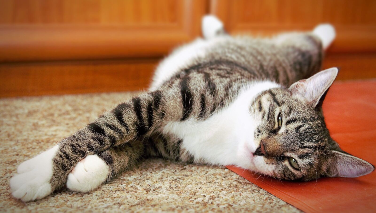 Sony a6000 sample photo. Cat, european shorthair, race photography