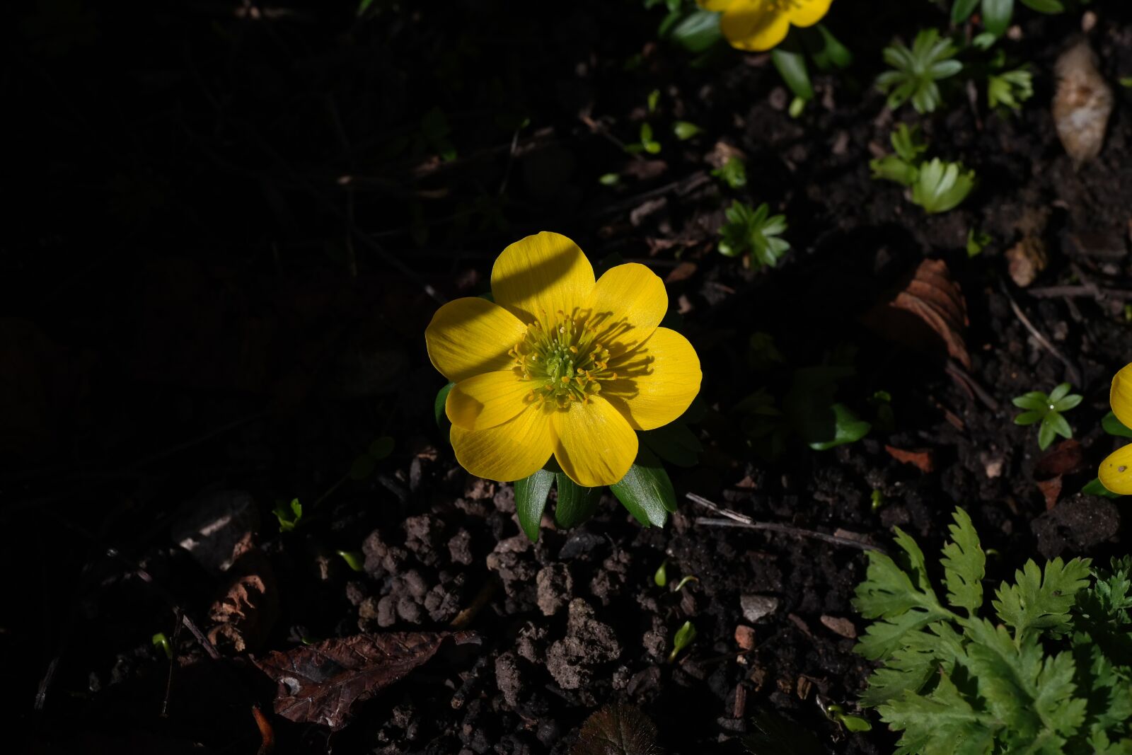 Samsung NX300 sample photo. Winterling, flower, blossom photography