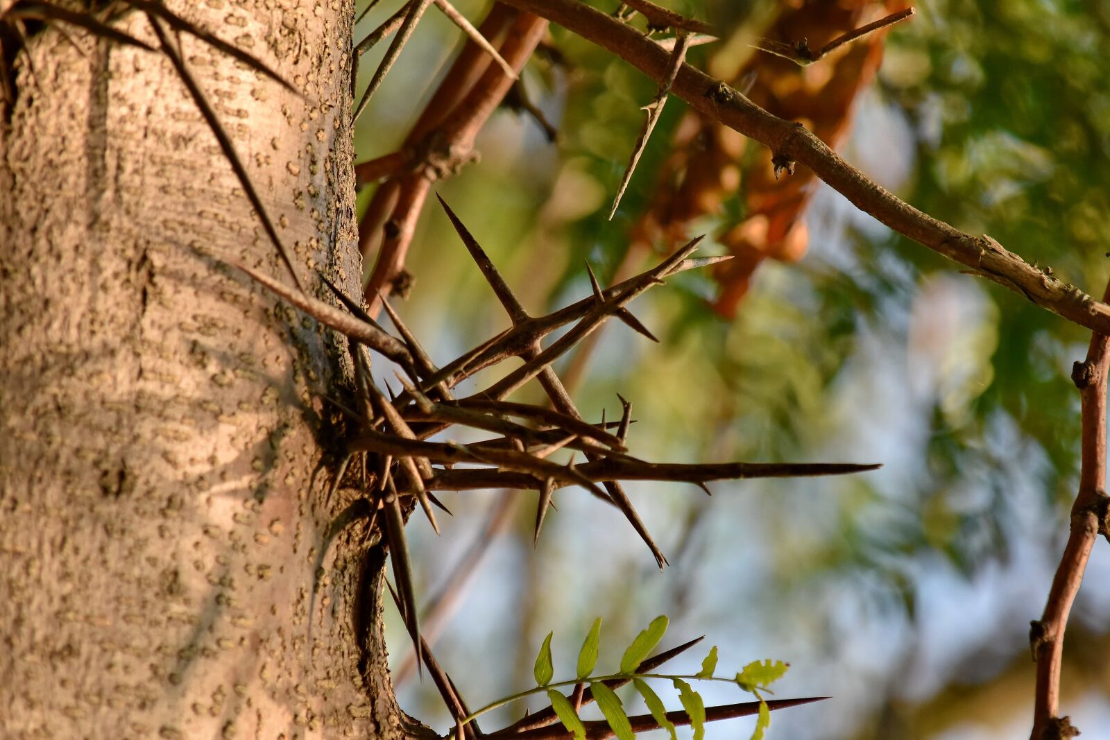 Nikon D5500 sample photo. Bark, sharp, trees, nature photography