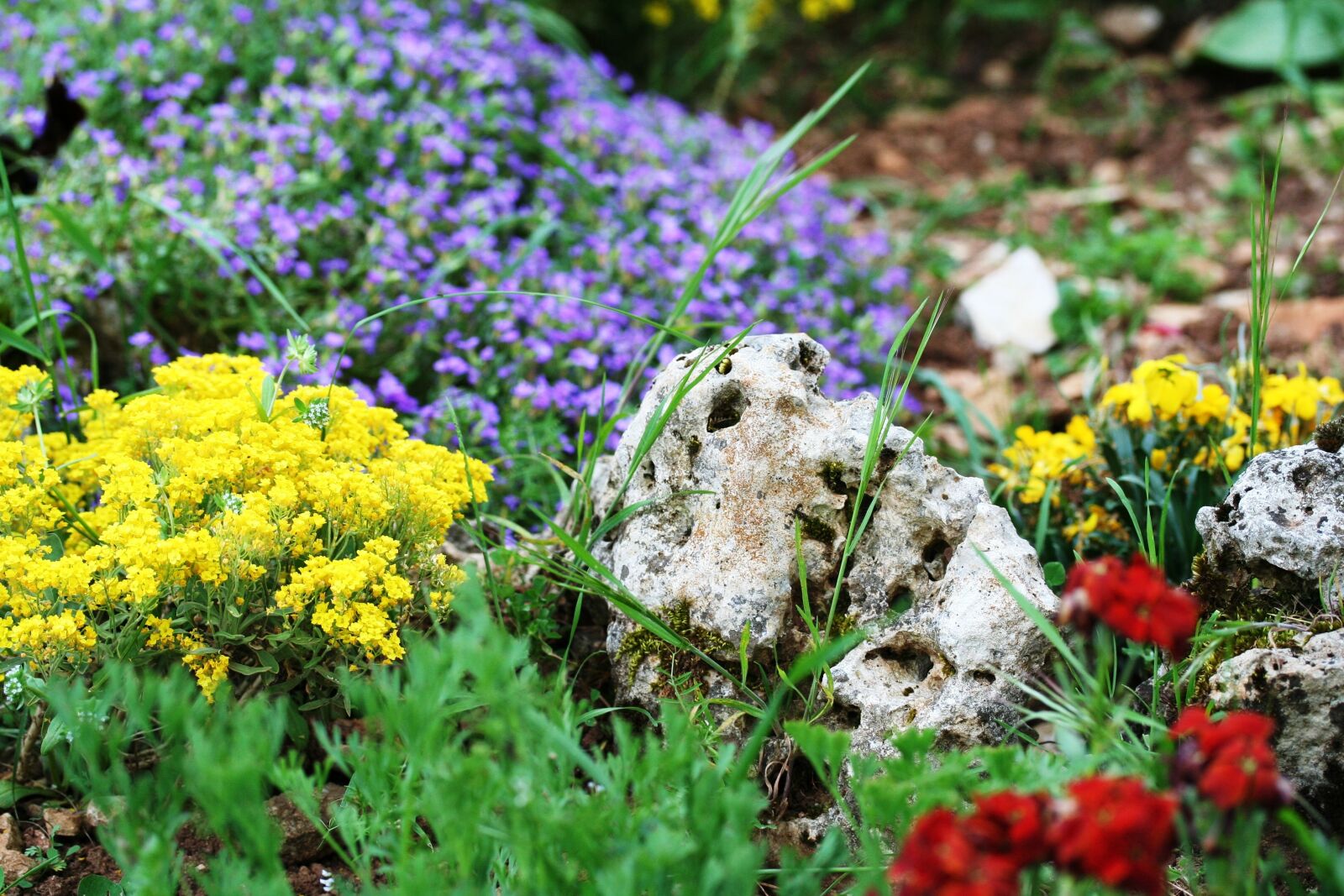 Canon EOS 350D (EOS Digital Rebel XT / EOS Kiss Digital N) sample photo. Rockery, flowers, violet photography