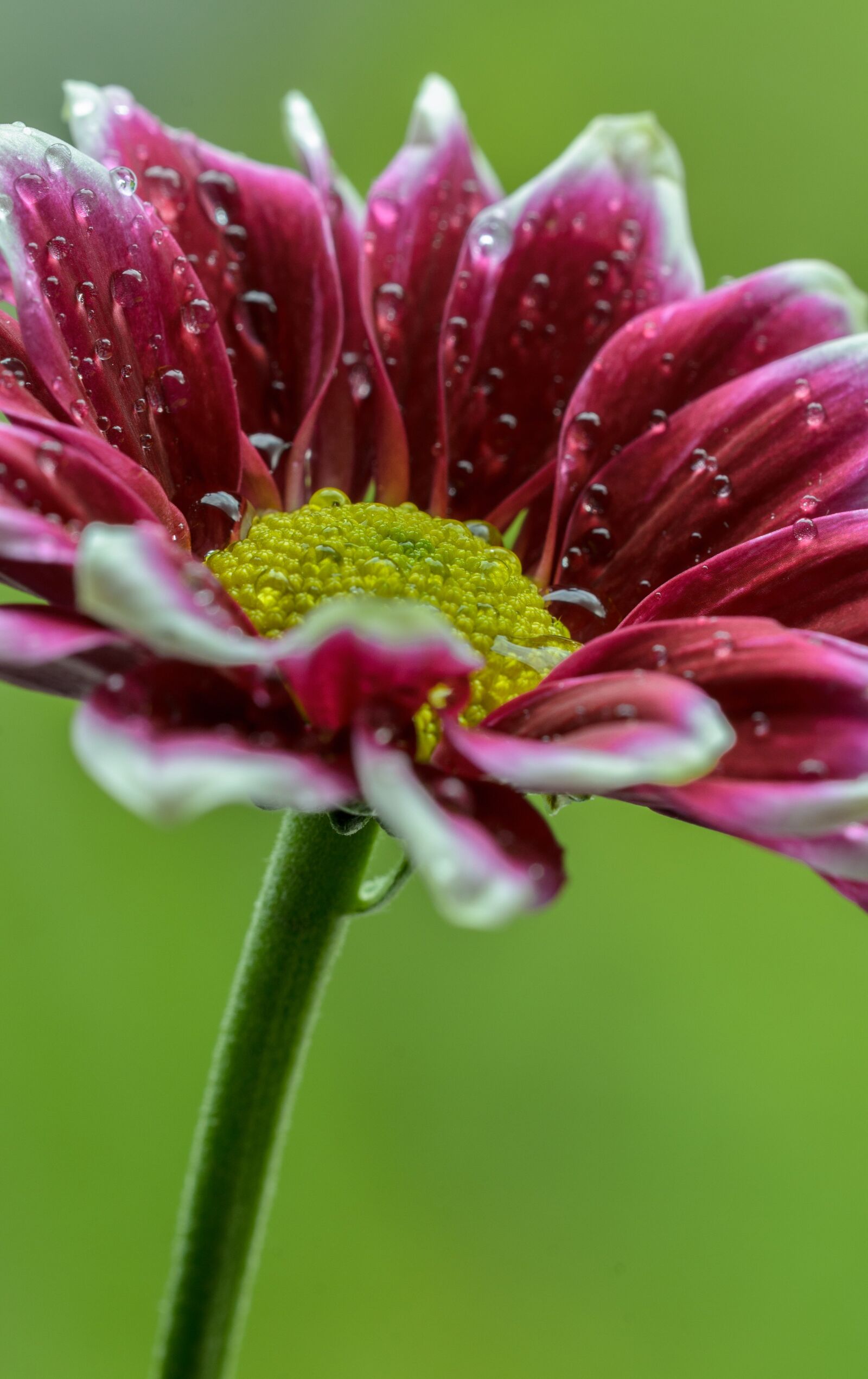 Nikon D7000 sample photo. Gerbera, macro, close photography