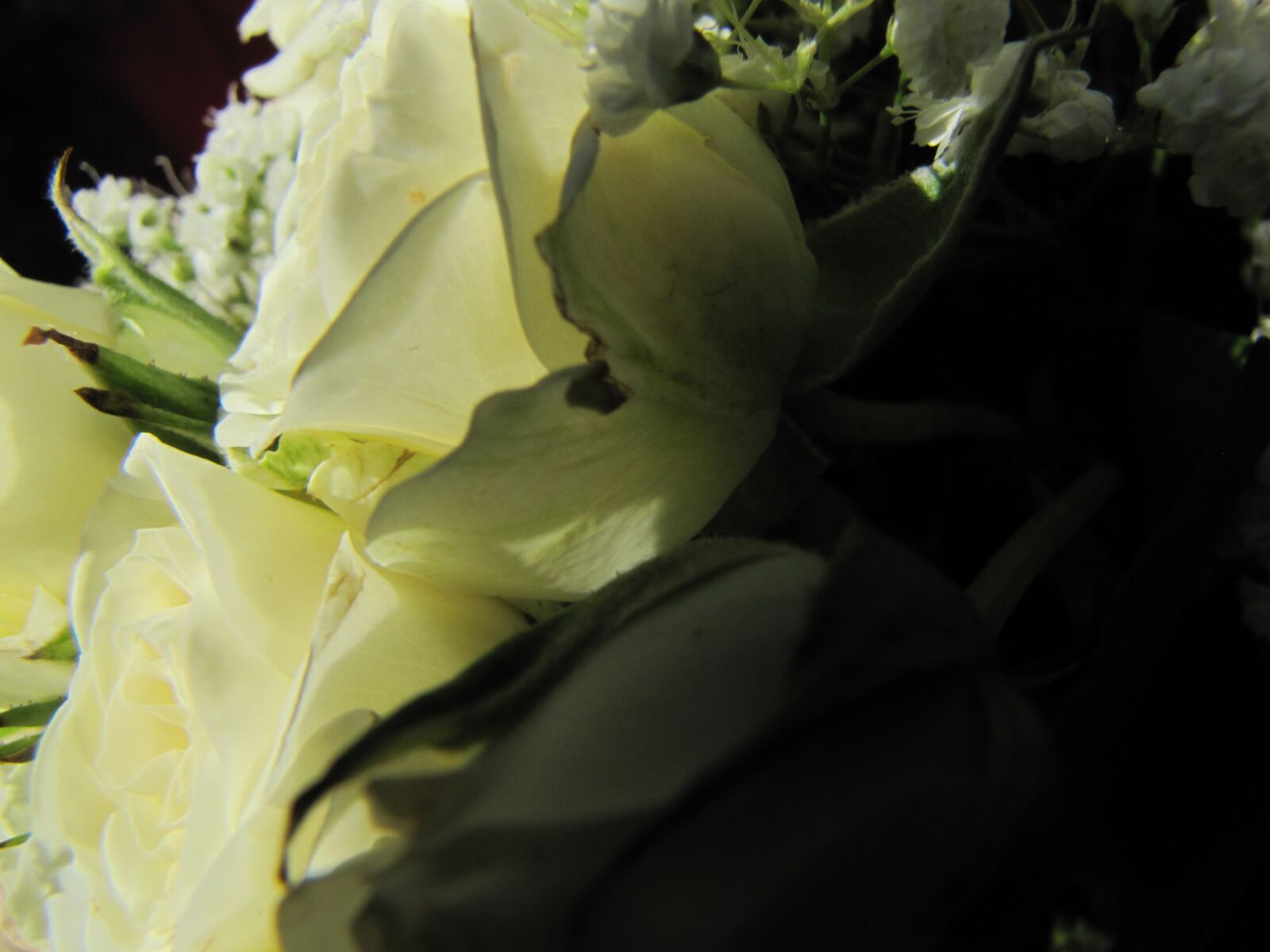 Canon PowerShot SX20 IS sample photo. Flower, rose, green photography
