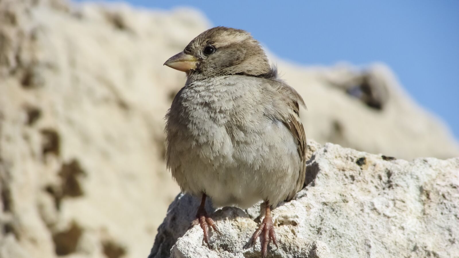 Canon PowerShot SX400 IS sample photo. Sparrow, sitting, rock photography