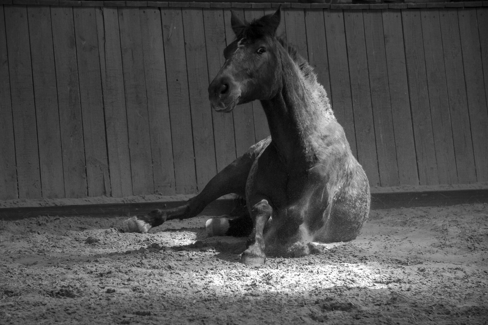 Canon EF-S 17-85mm F4-5.6 IS USM sample photo. Horse, black and white photography