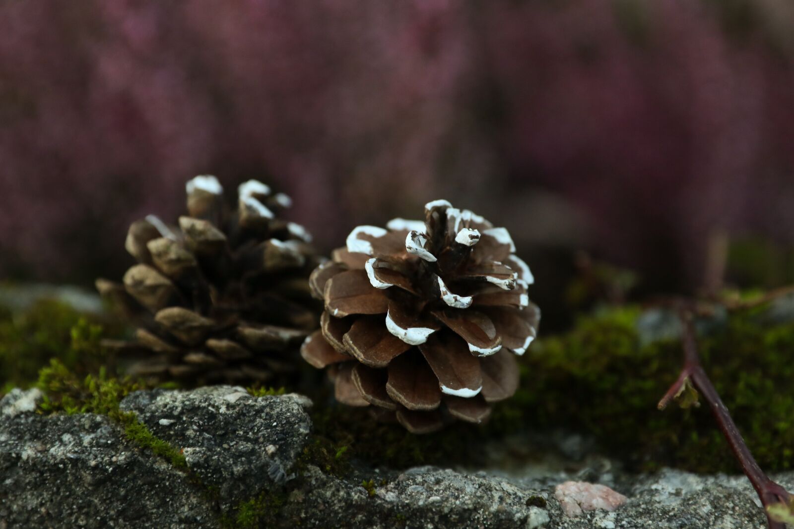 Canon EOS 7D Mark II sample photo. Pinecones, nature, cones photography