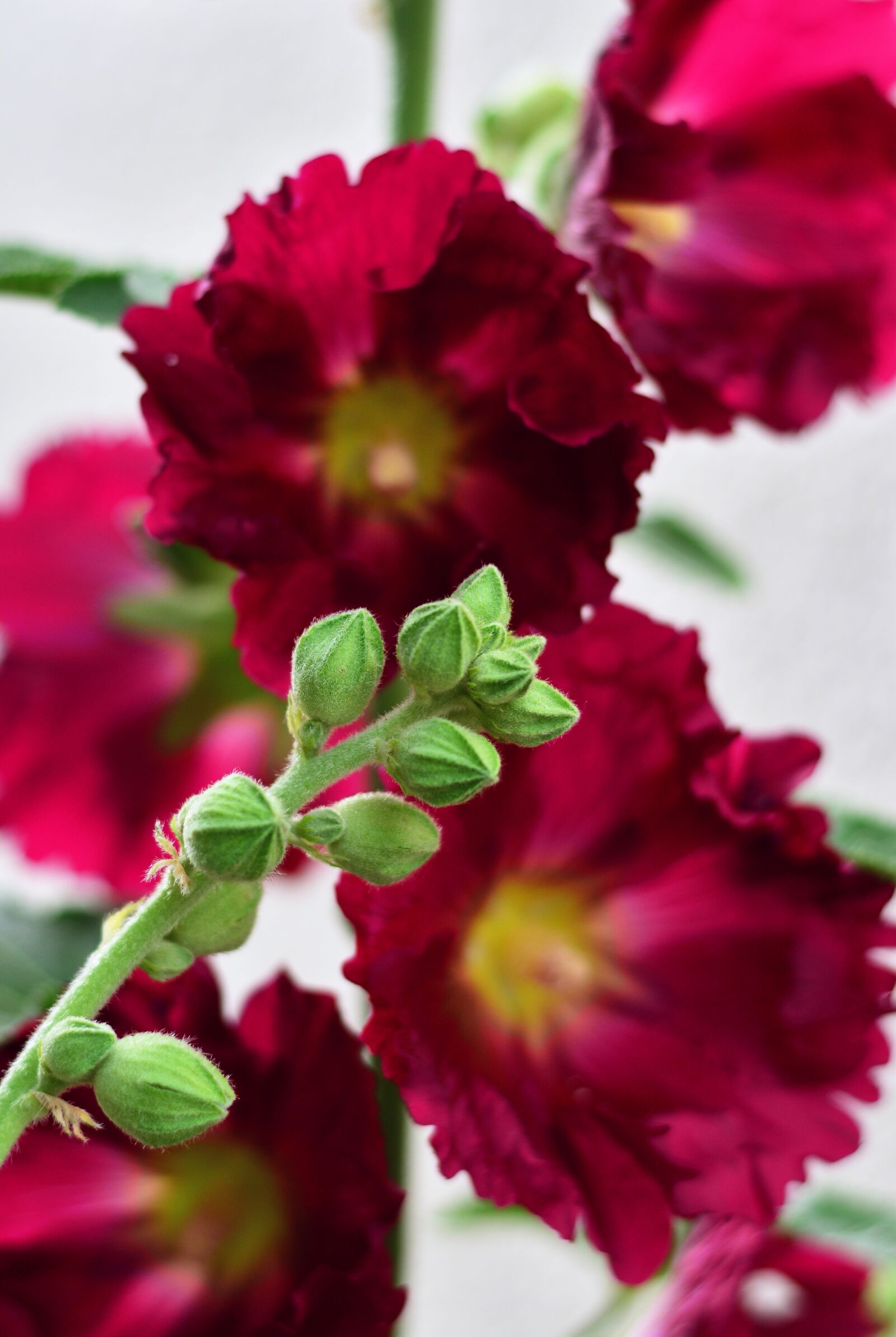 Nikon D5200 sample photo. Stock rose, hollyhock, poplar photography