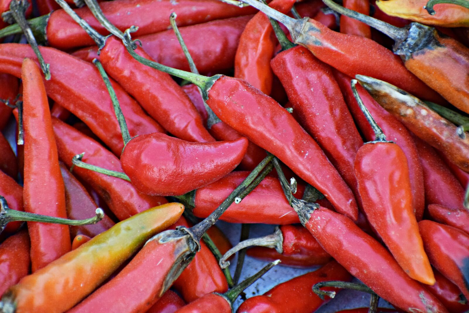 Nikon D3300 sample photo. Chili, red, pepper photography