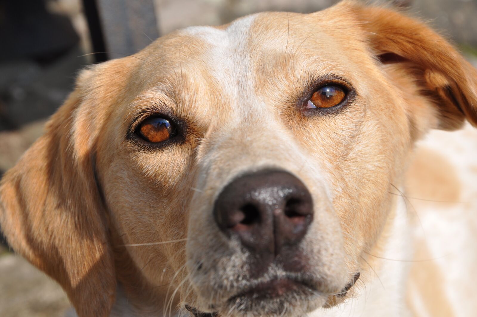 Nikon D90 sample photo. Dog, animal, pet photography