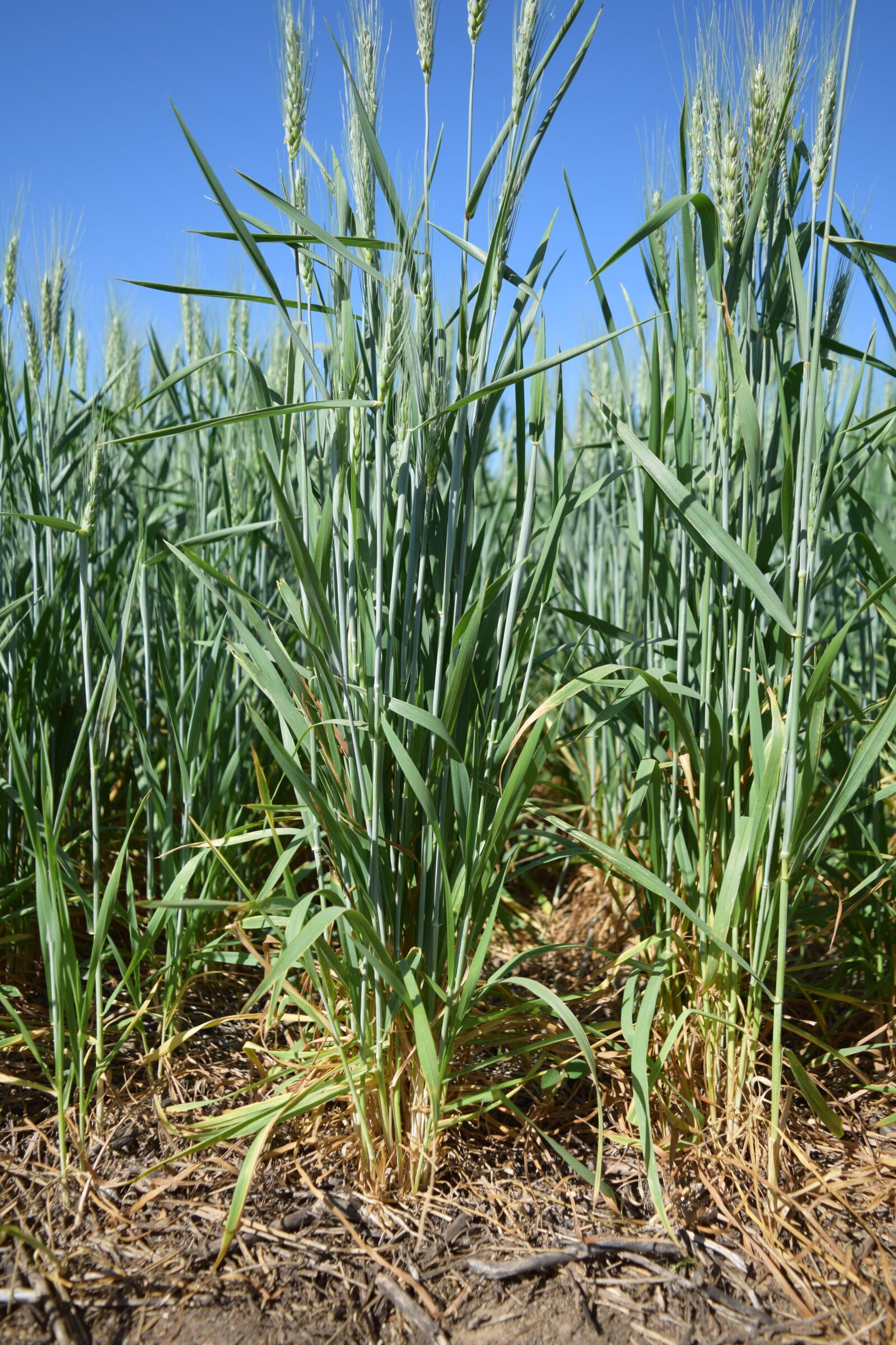Nikon D3300 sample photo. Field, of, wheat photography