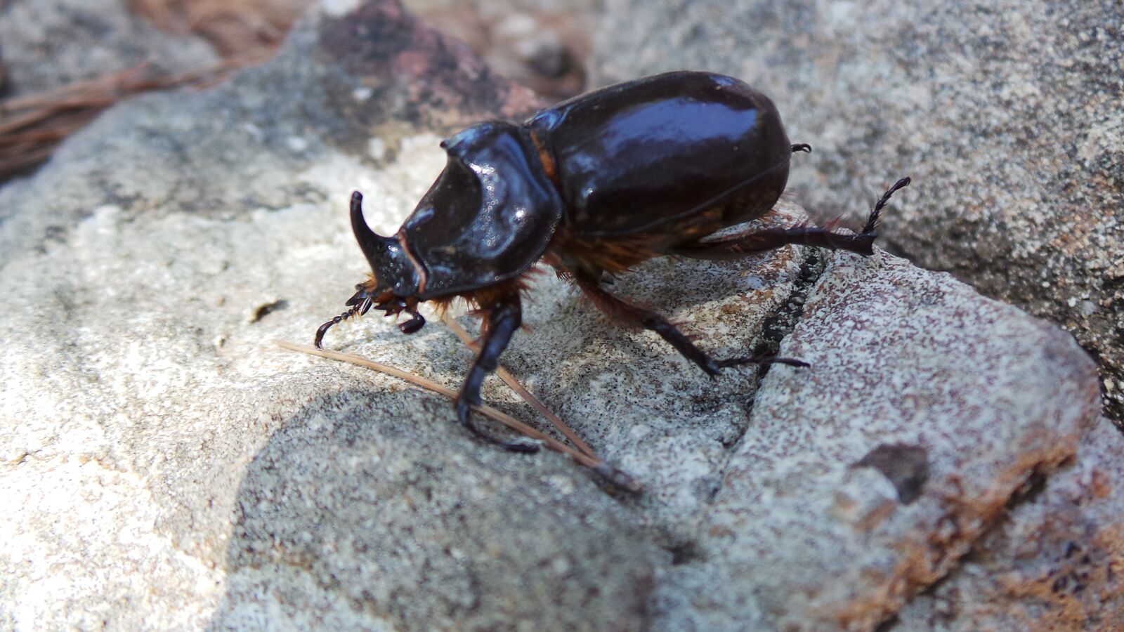 Samsung Galaxy Camera (Wi-Fi) sample photo. Beetle, nature, insect photography