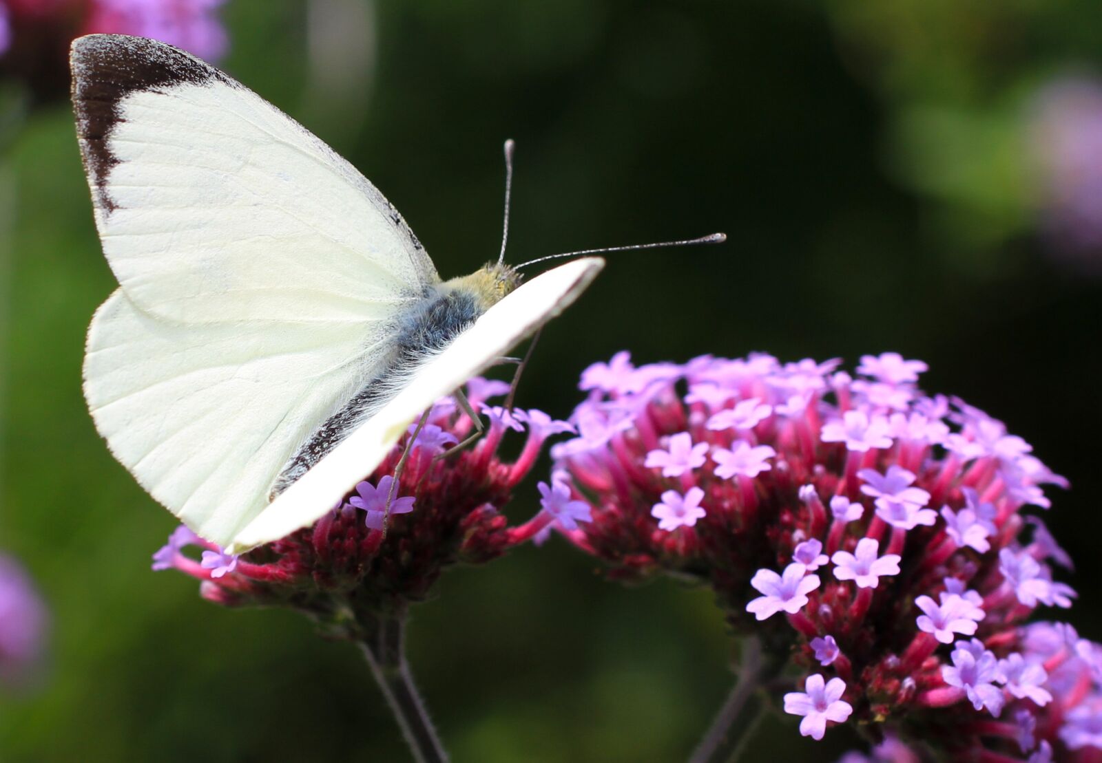 Canon EOS 7D sample photo. Butterfly, nature, insect photography