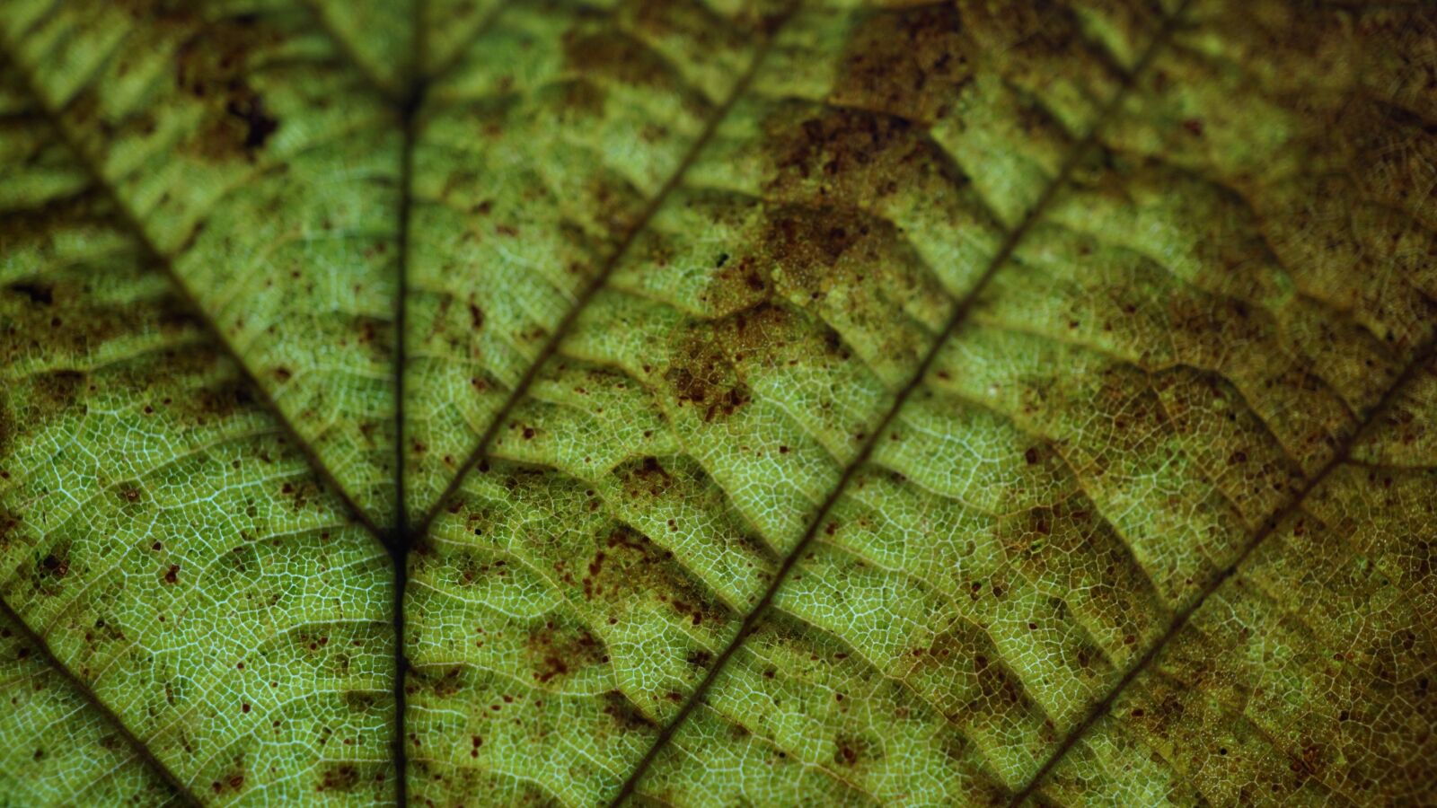 Sony E 30mm F3.5 Macro sample photo. Background, autumn, leaf photography