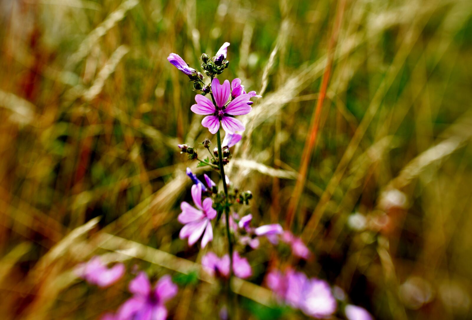 Nikon D600 sample photo. Mallow, bloom, flowers photography