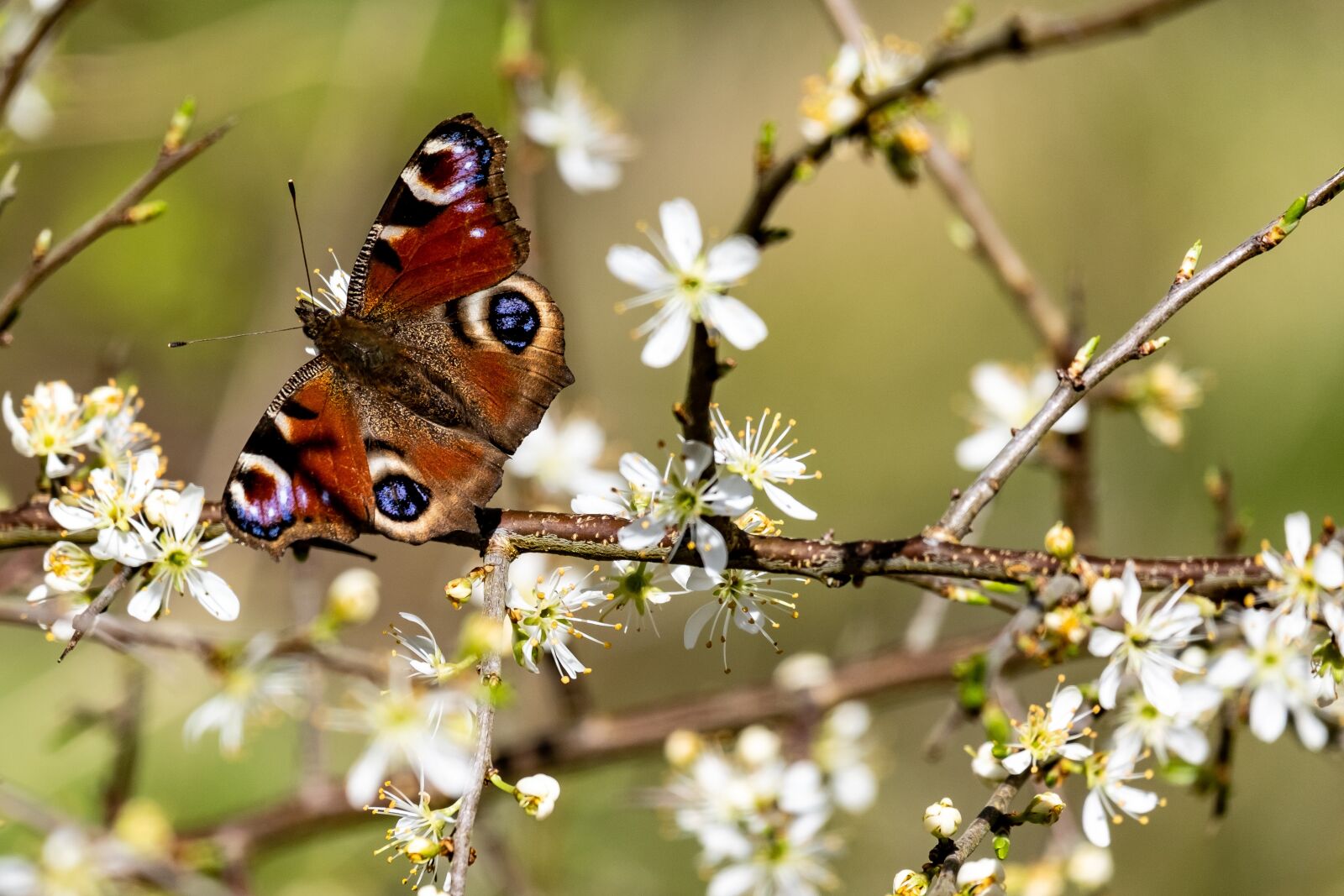 Fujifilm X-T3 sample photo. Butterfly, scotland, spring photography