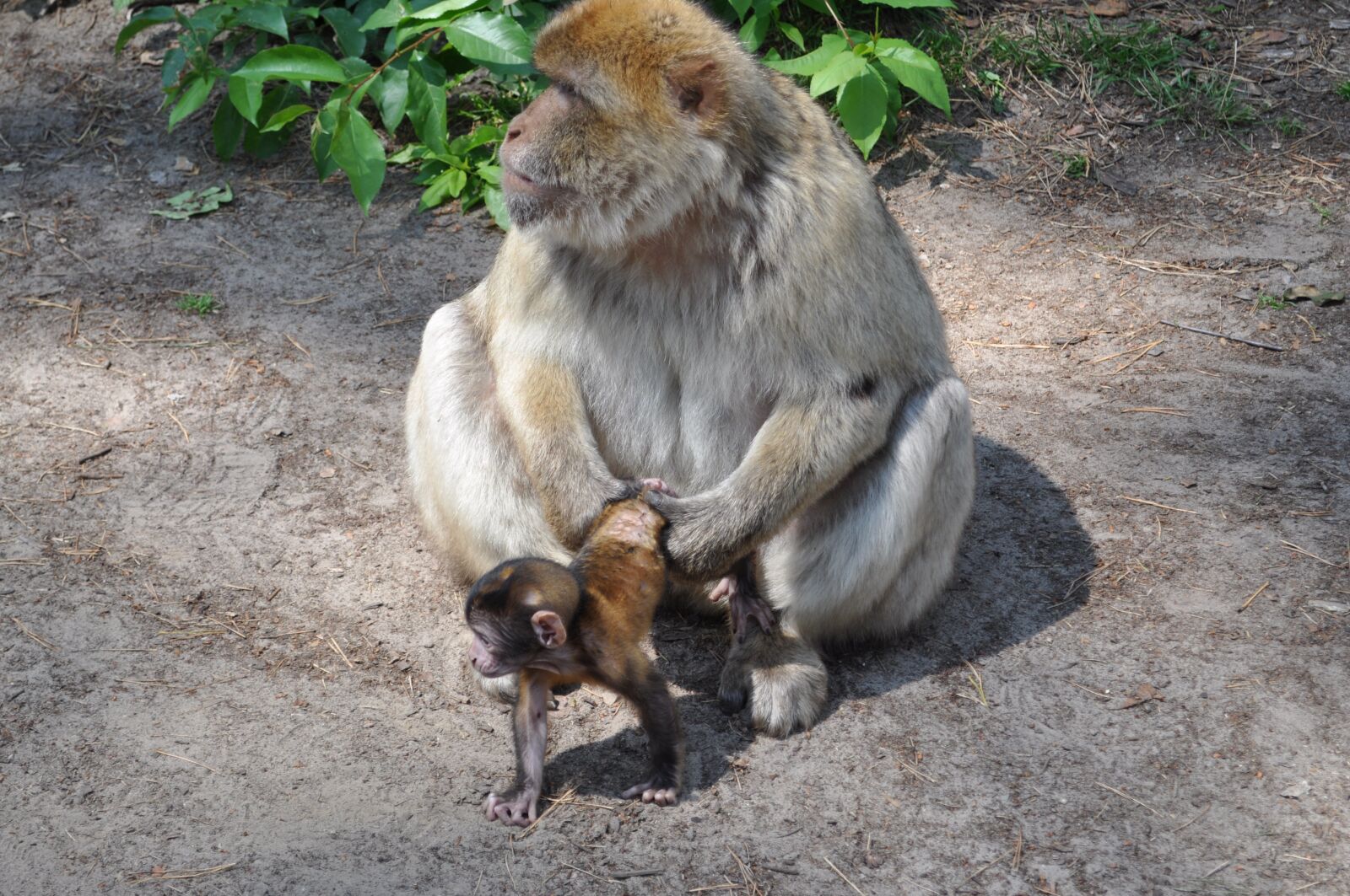 Nikon D90 sample photo. Monkey, animal, baby photography