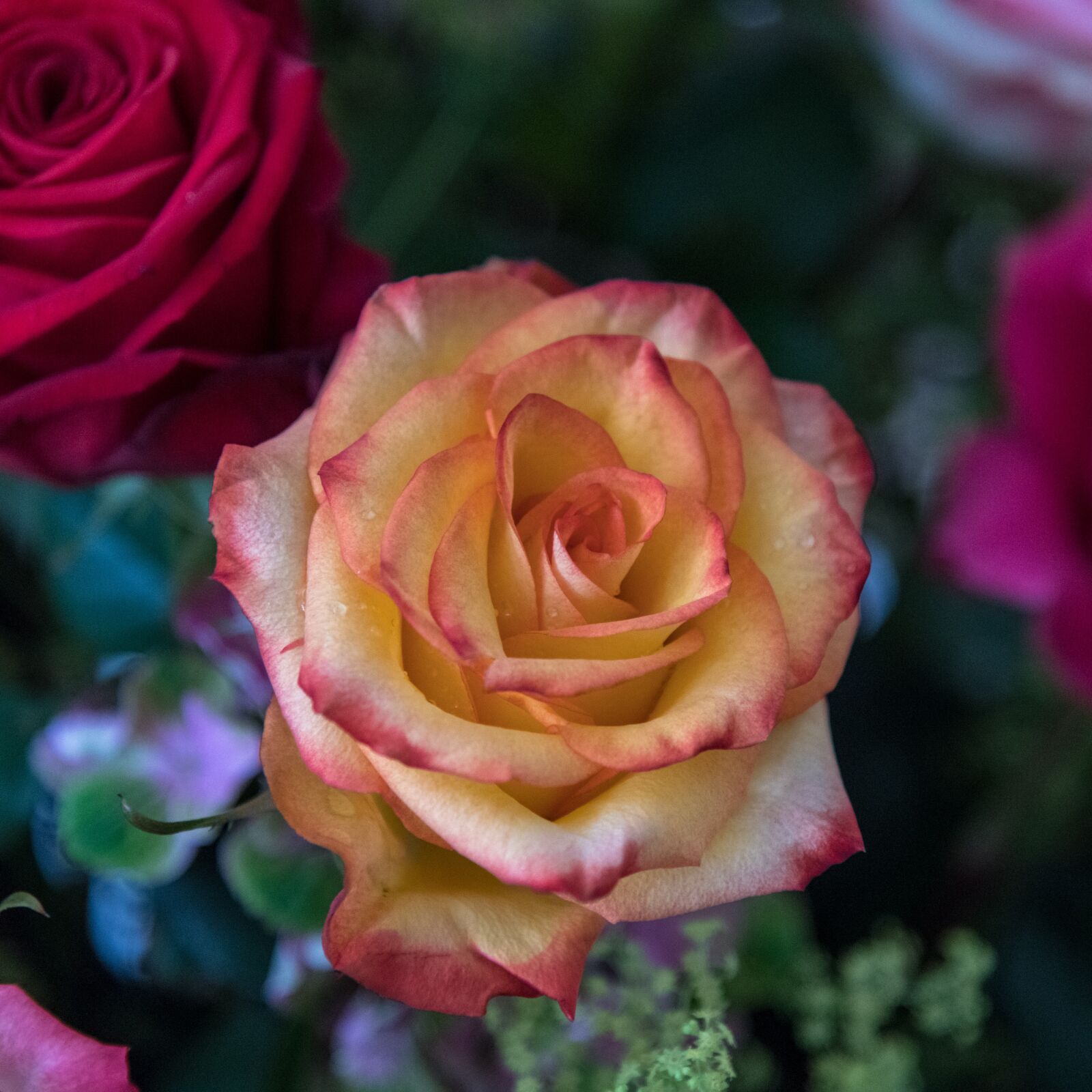Nikon D850 sample photo. Rose, flower, flora photography