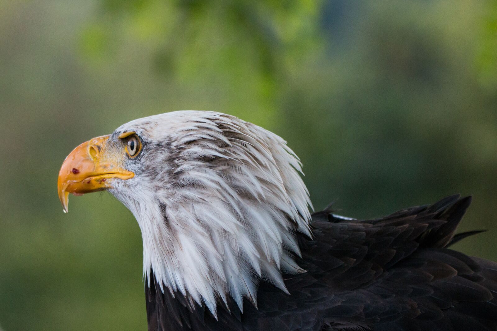 150-600mm F5-6.3 DG OS HSM | Contemporary 015 sample photo. Bald eagle, haliaeetus leucocephalus photography