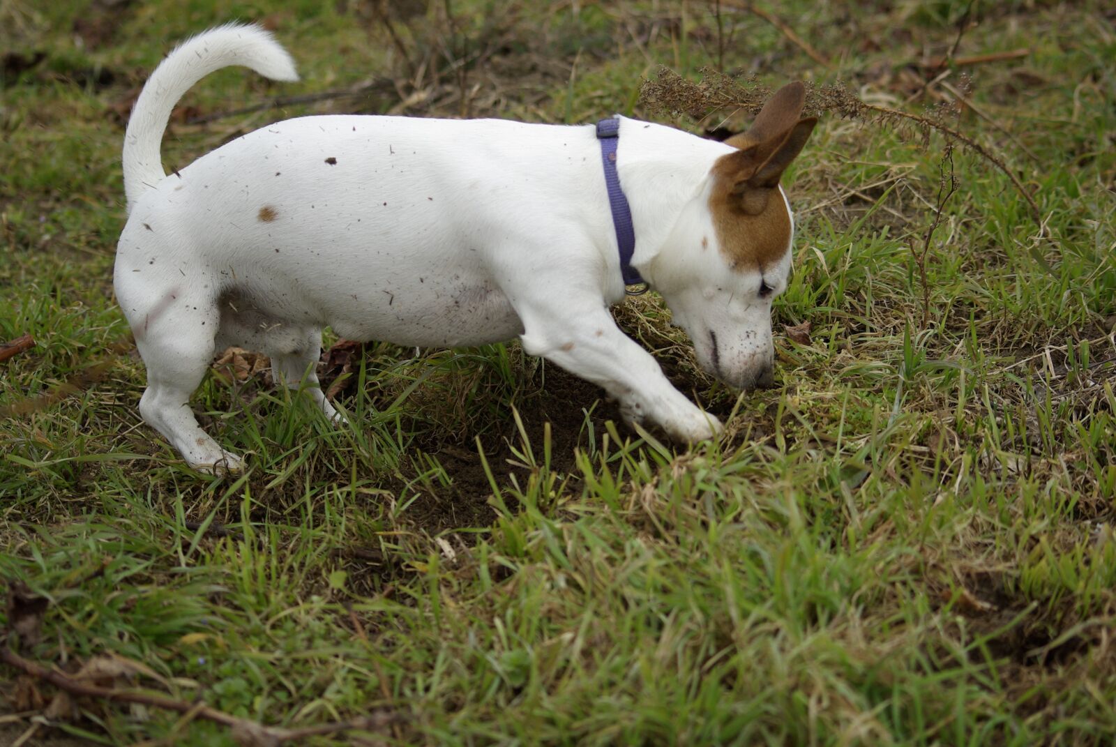Samsung GX-10 sample photo. Dog, grass, earth photography