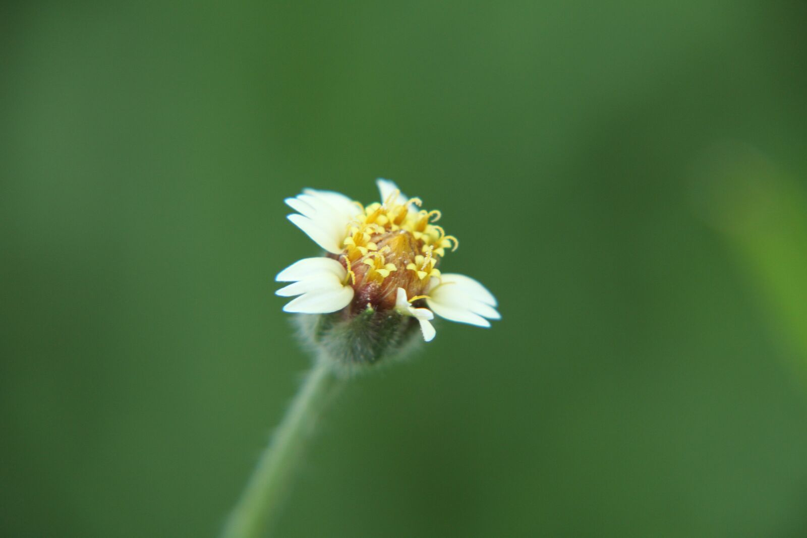 Canon EOS 7D sample photo. Flower, nature, bloom photography