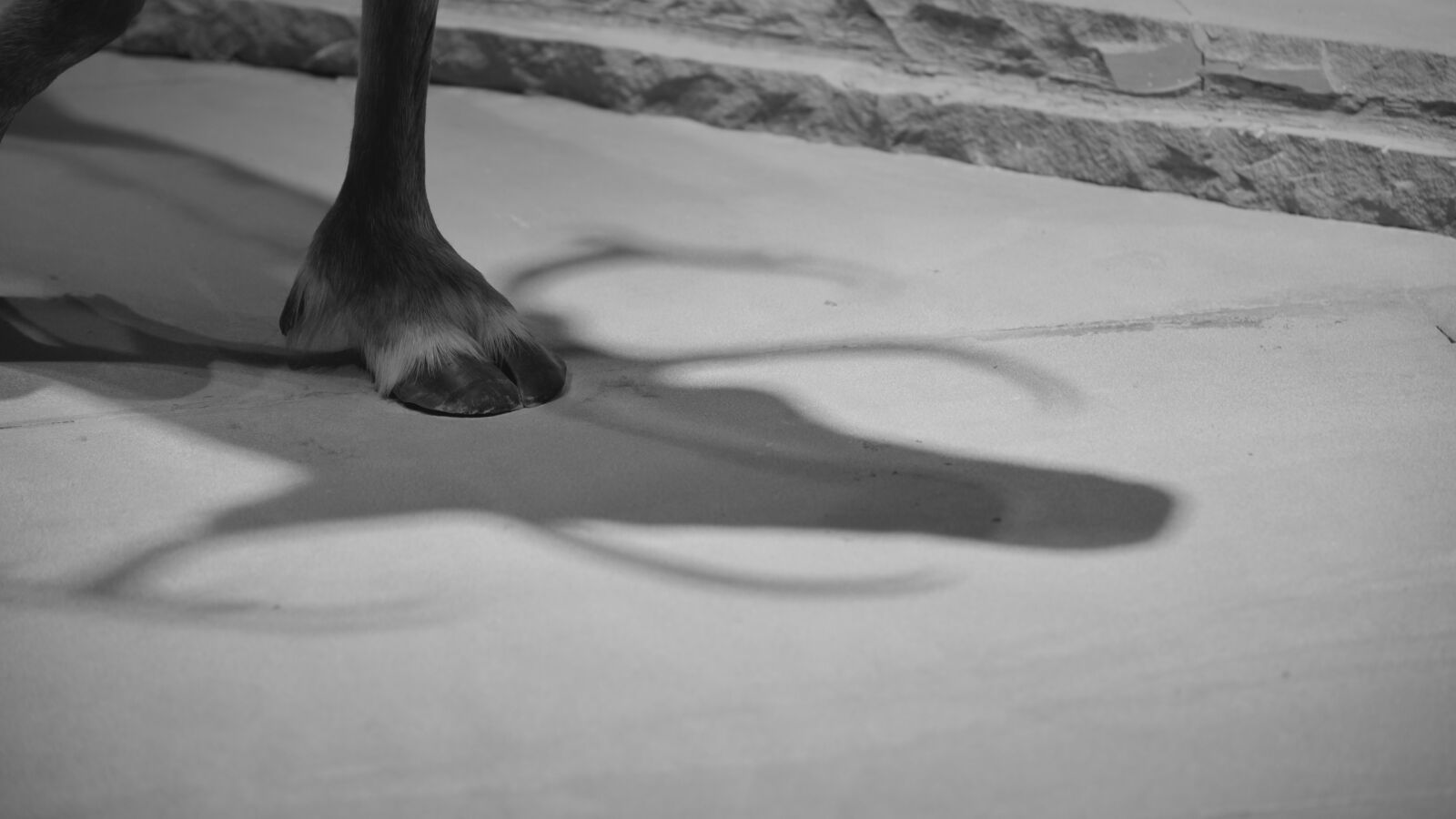 Nikon D750 sample photo. Shadow photography