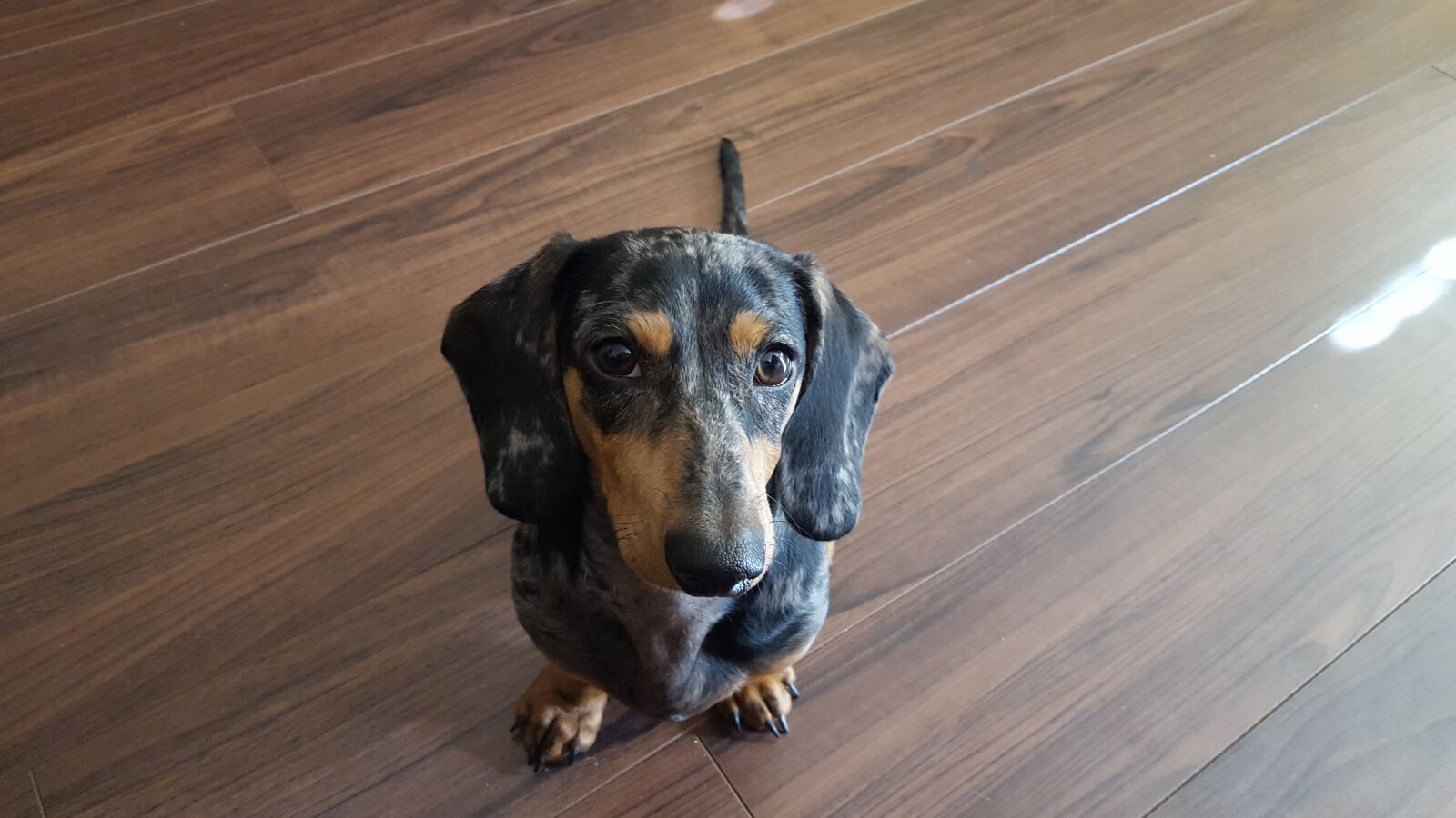 Samsung GALAXY S6 edge sample photo. Dachshund, dapple, puppy photography