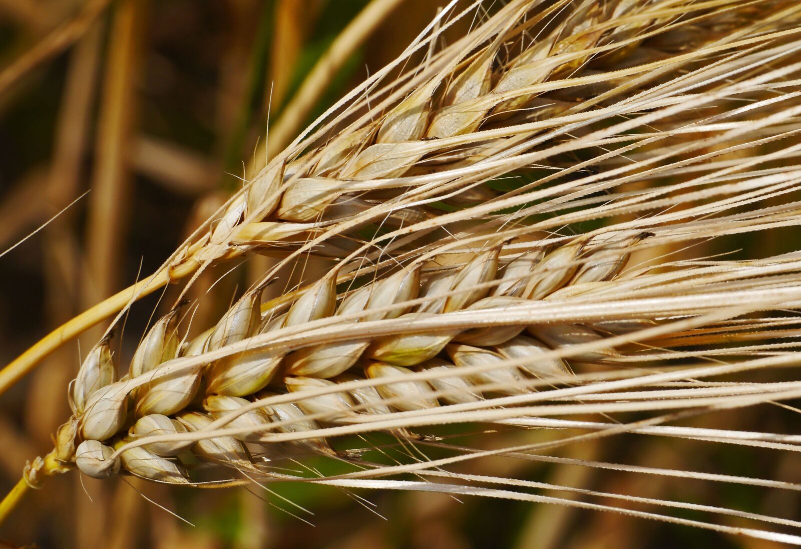 Panasonic Lumix DMC-G3 sample photo. Ear, cereals, grain photography