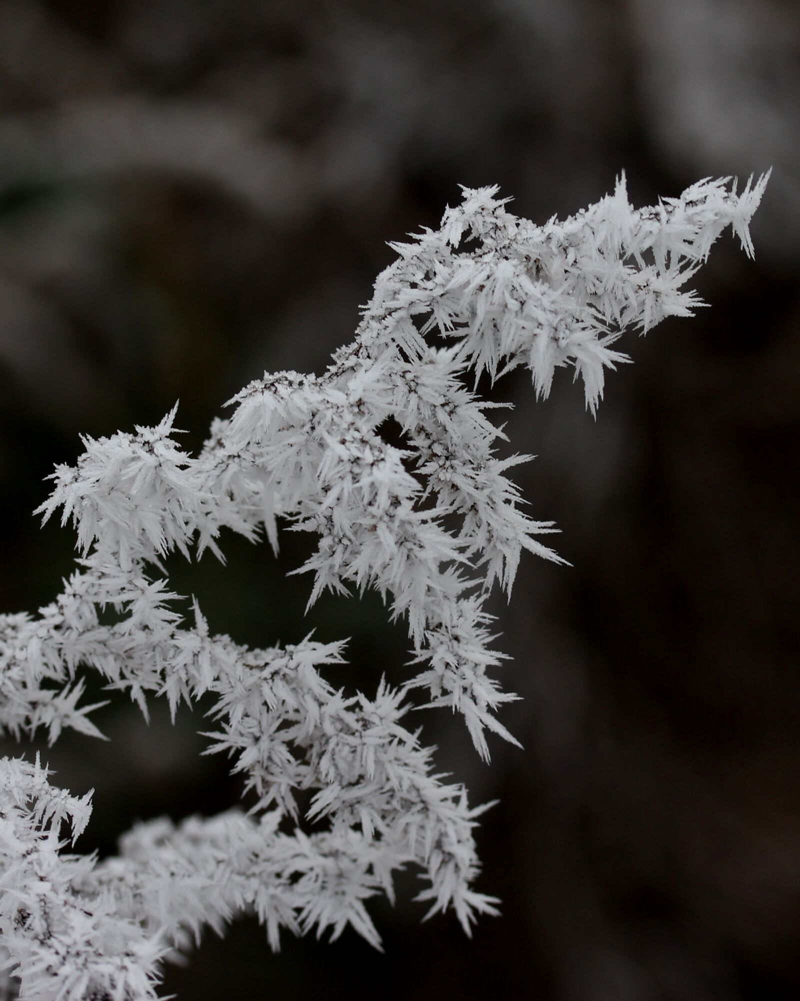 Canon EF-S 60mm F2.8 Macro USM sample photo. Branch, frozen, rime photography
