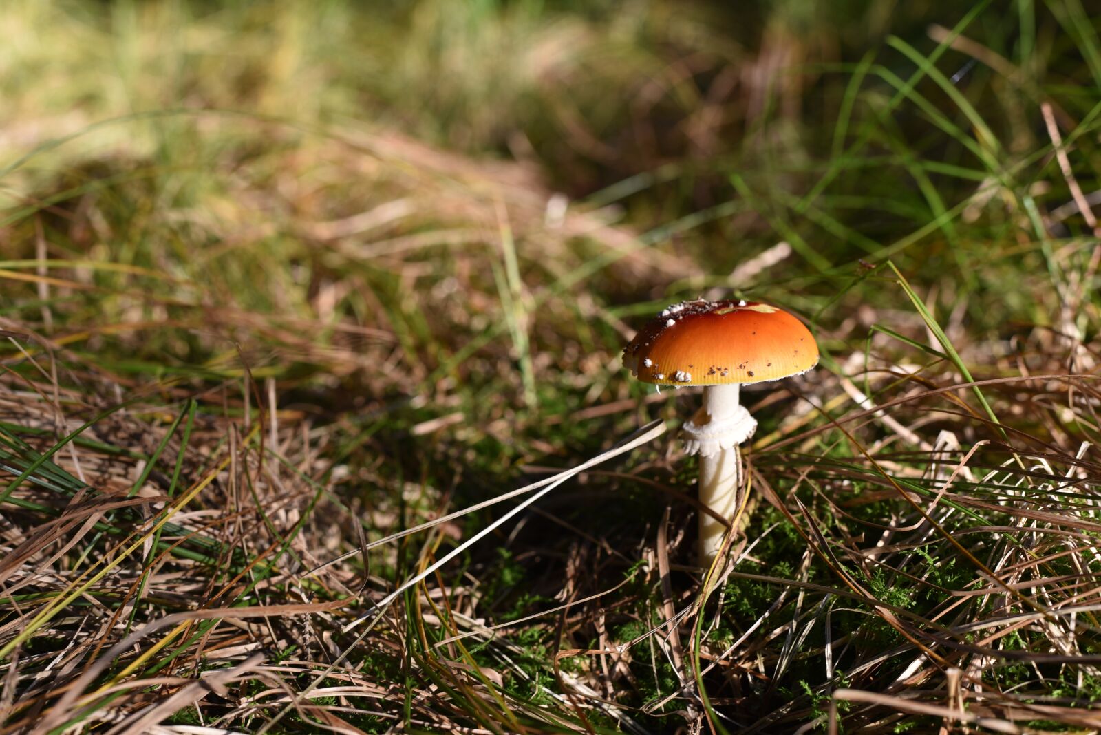Nikon D750 sample photo. Mushrooms, nature, autumn photography
