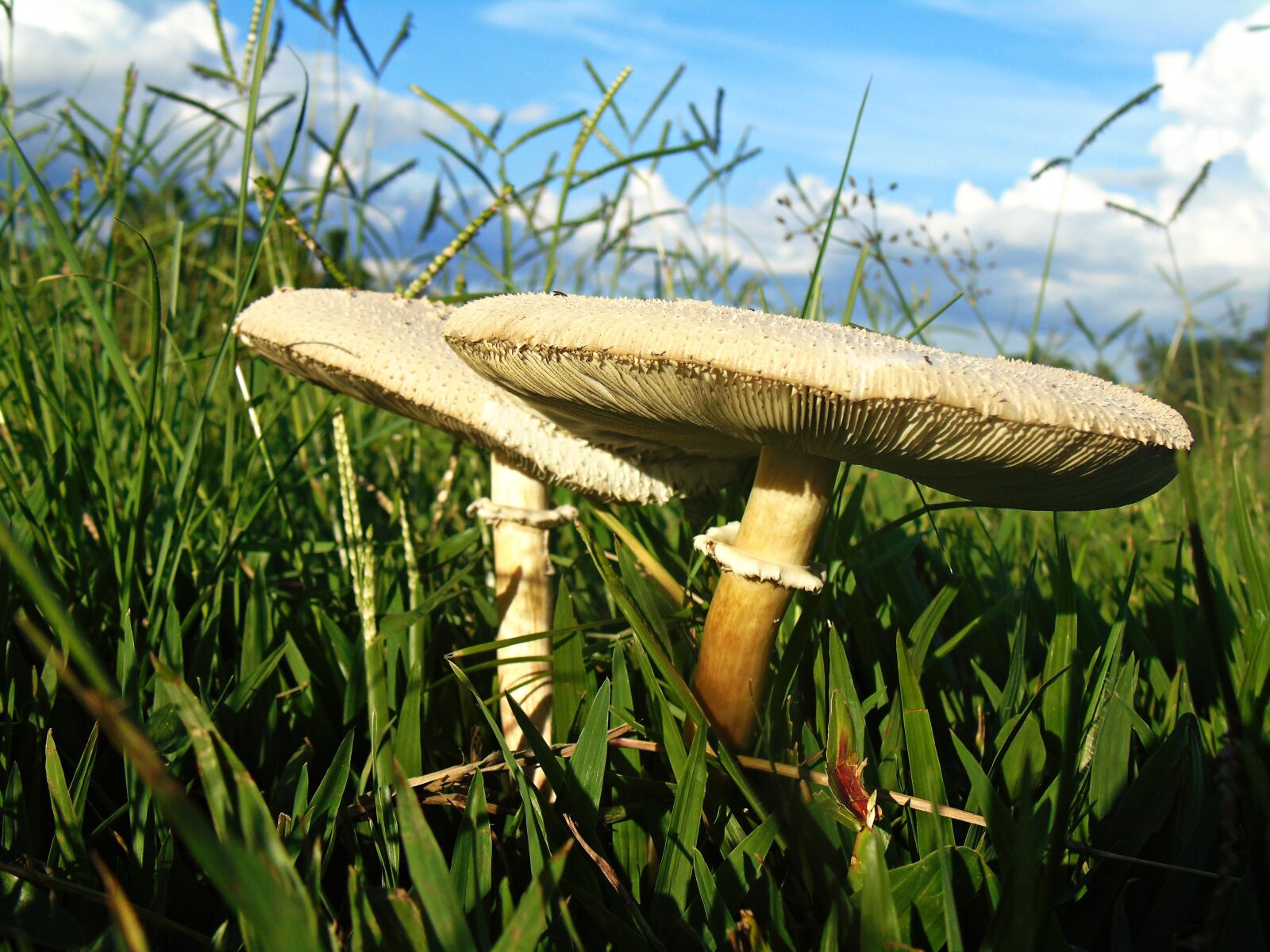 Sony Cyber-shot DSC-H400 sample photo. Mushroom, nature, flower photography