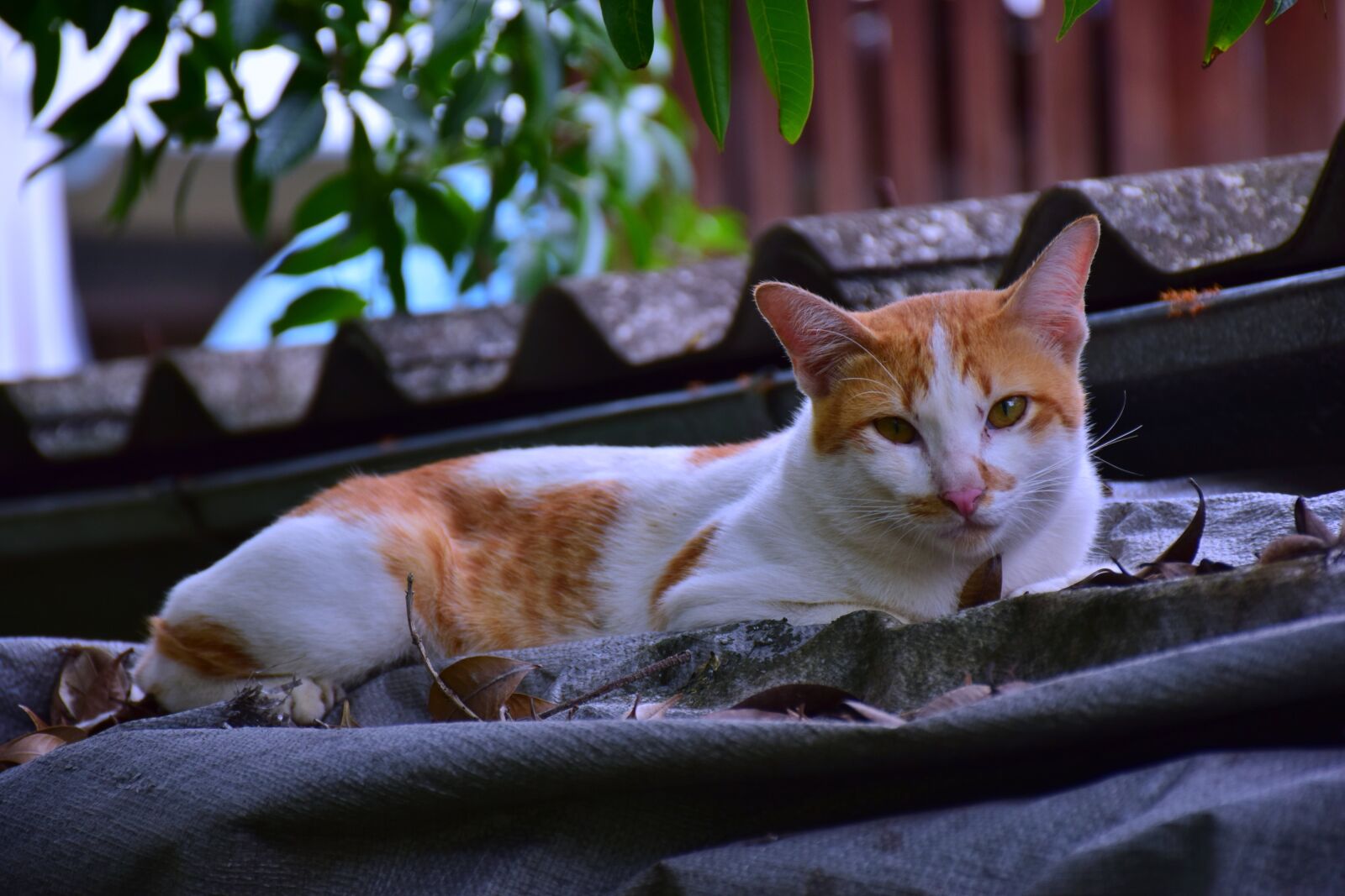 Nikon D5300 sample photo. Cat, sleep, pets photography