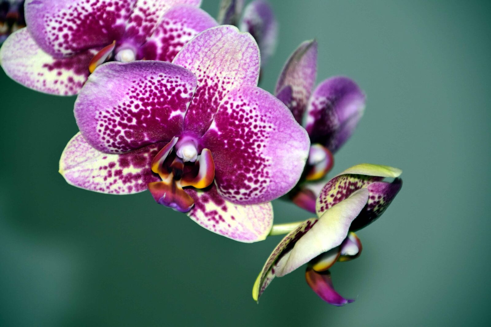 Nikon D3300 sample photo. Flora, orchid, nature, flower photography