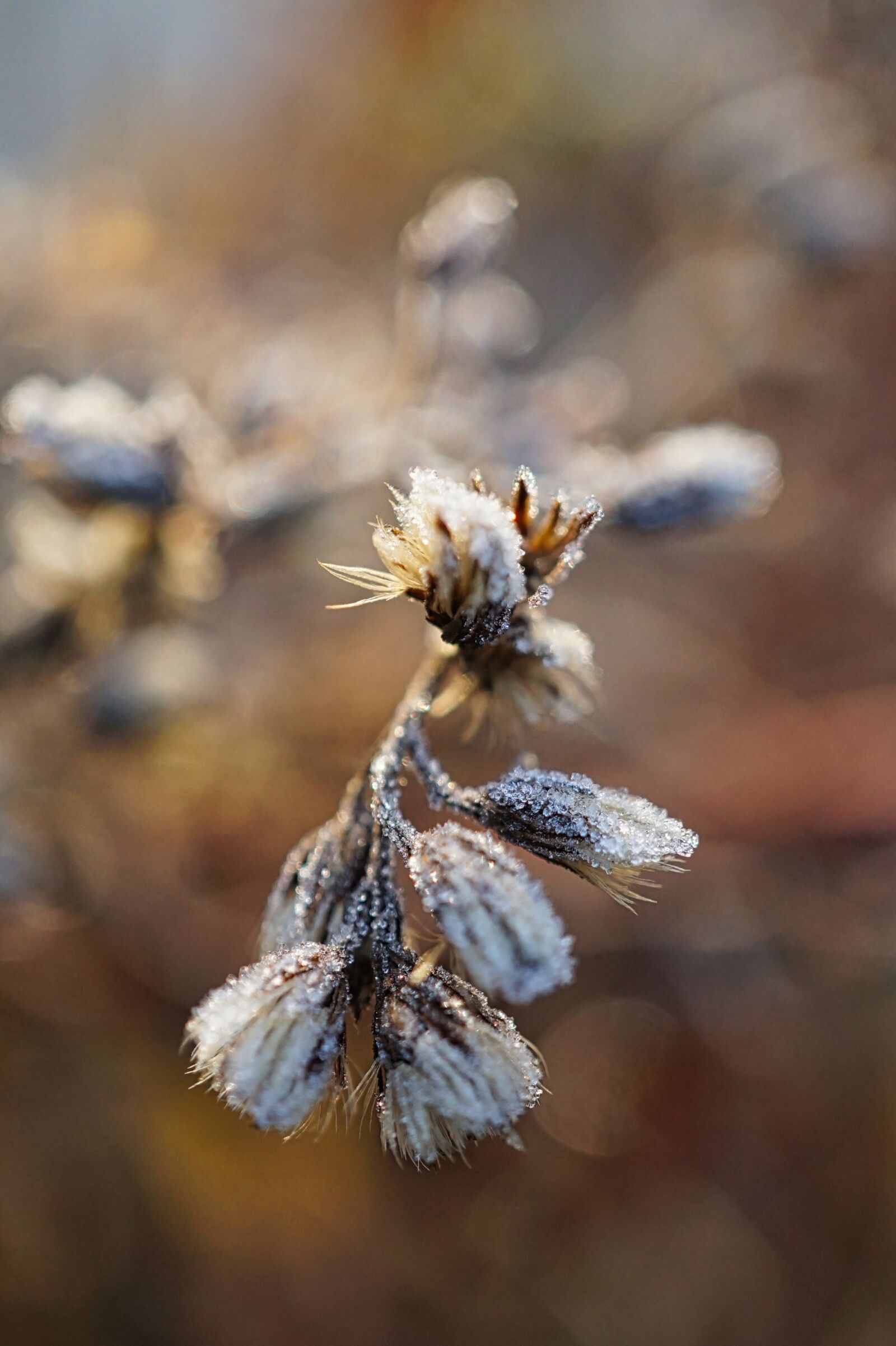 Sony a5100 + Sony E 30mm F3.5 Macro sample photo. Plant, frozen, ice photography