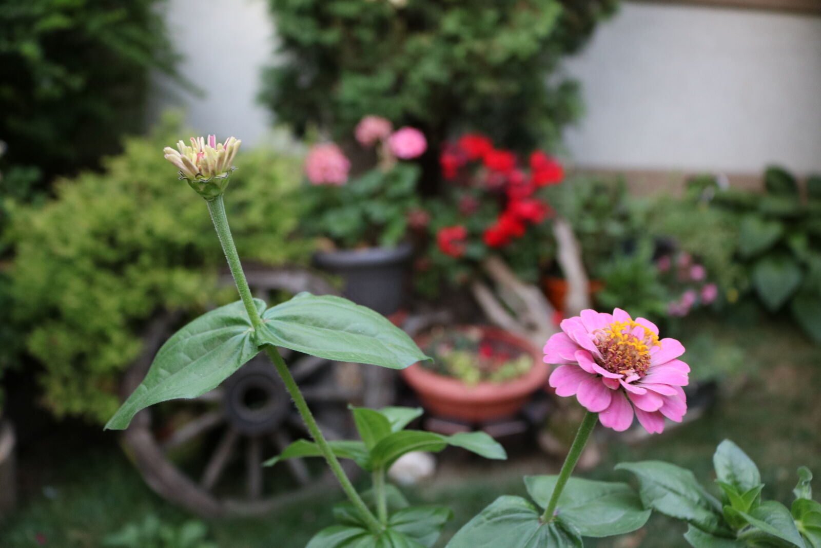 Canon EOS 750D (EOS Rebel T6i / EOS Kiss X8i) sample photo. Beautiful, calm, colors, flower photography