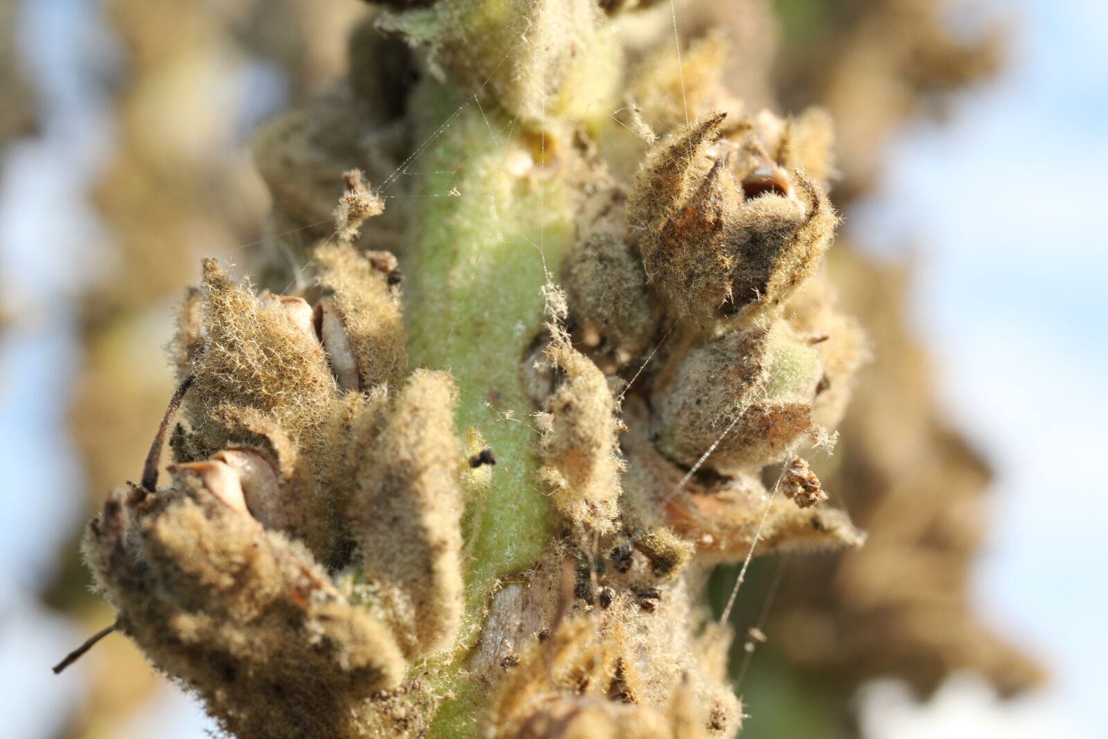 Canon EOS 550D (EOS Rebel T2i / EOS Kiss X4) sample photo. Mullein, plant, dry photography