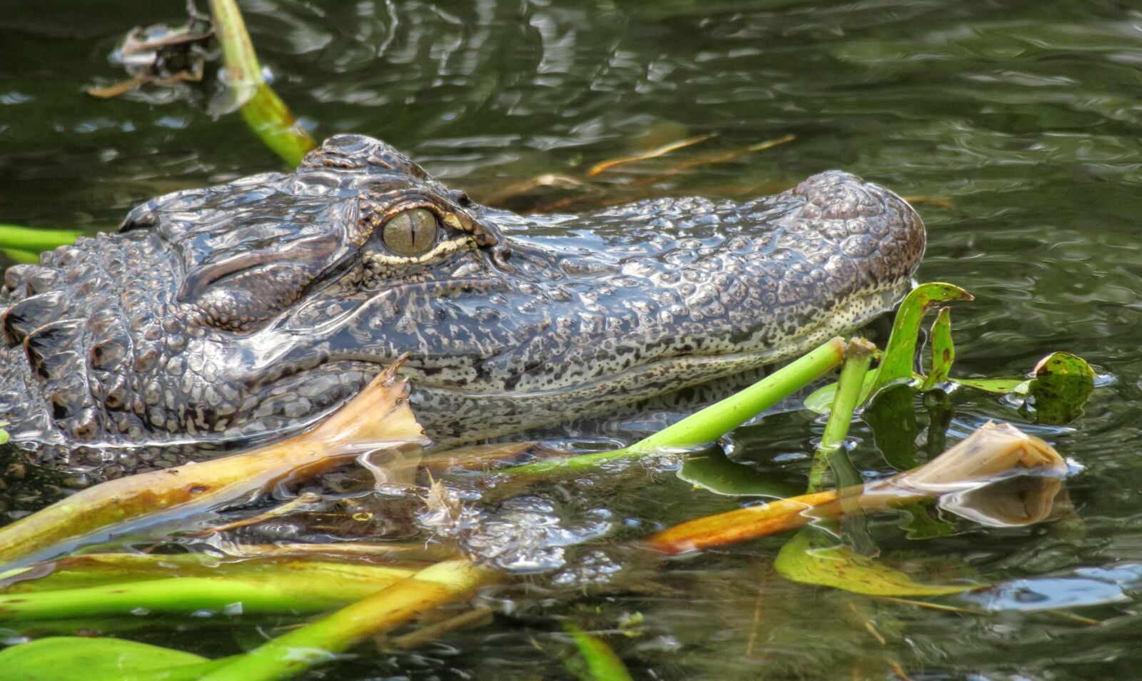 Canon PowerShot G3 X sample photo. Alligator, head, florida photography