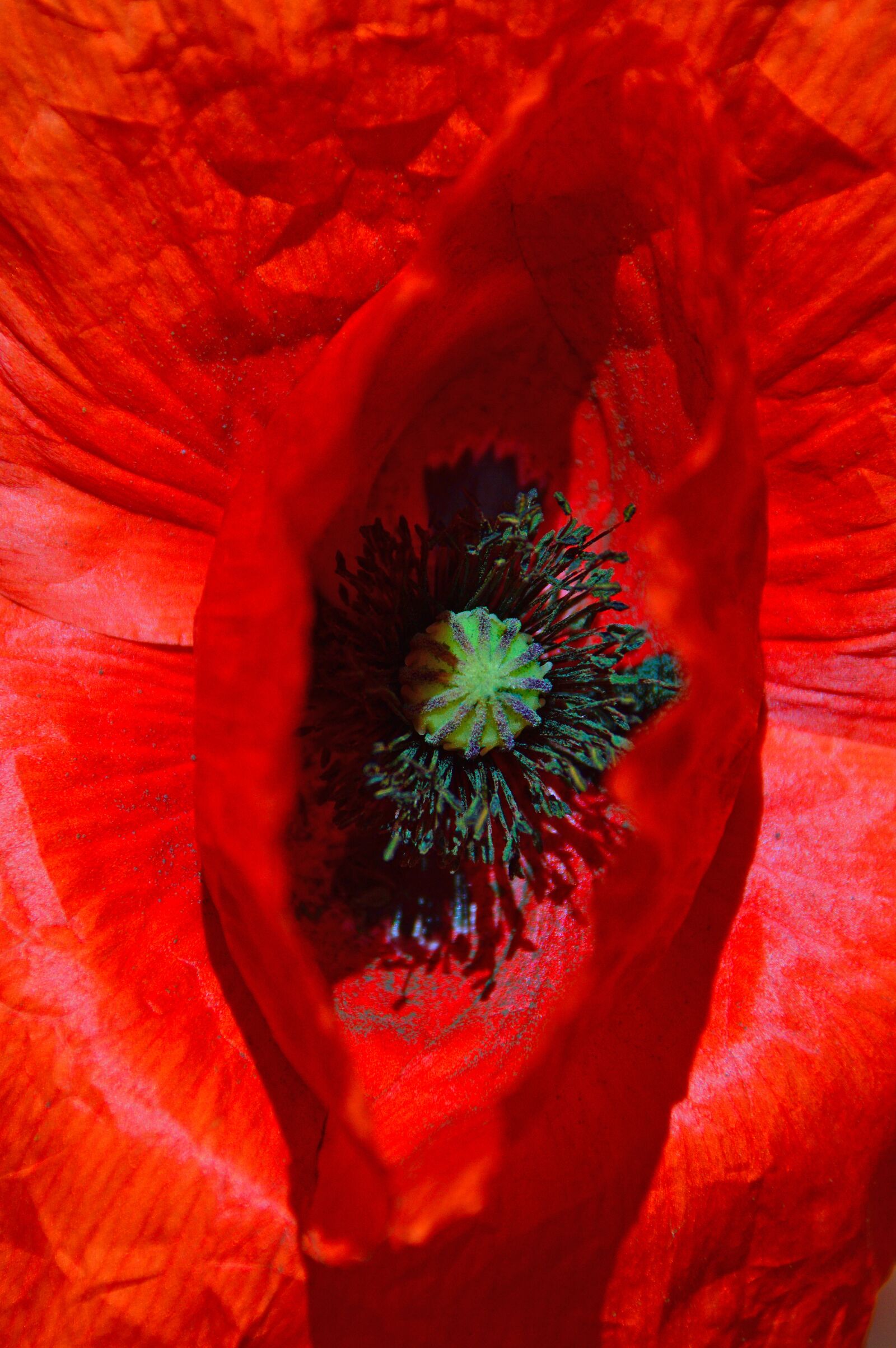 Nikon D3200 sample photo. Poppy, red, summer flower photography