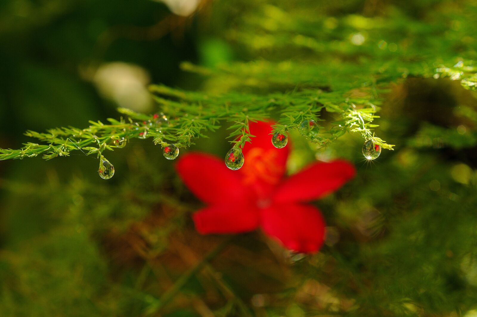 Nikon D300S sample photo. Flower, waterdrop, plant photography