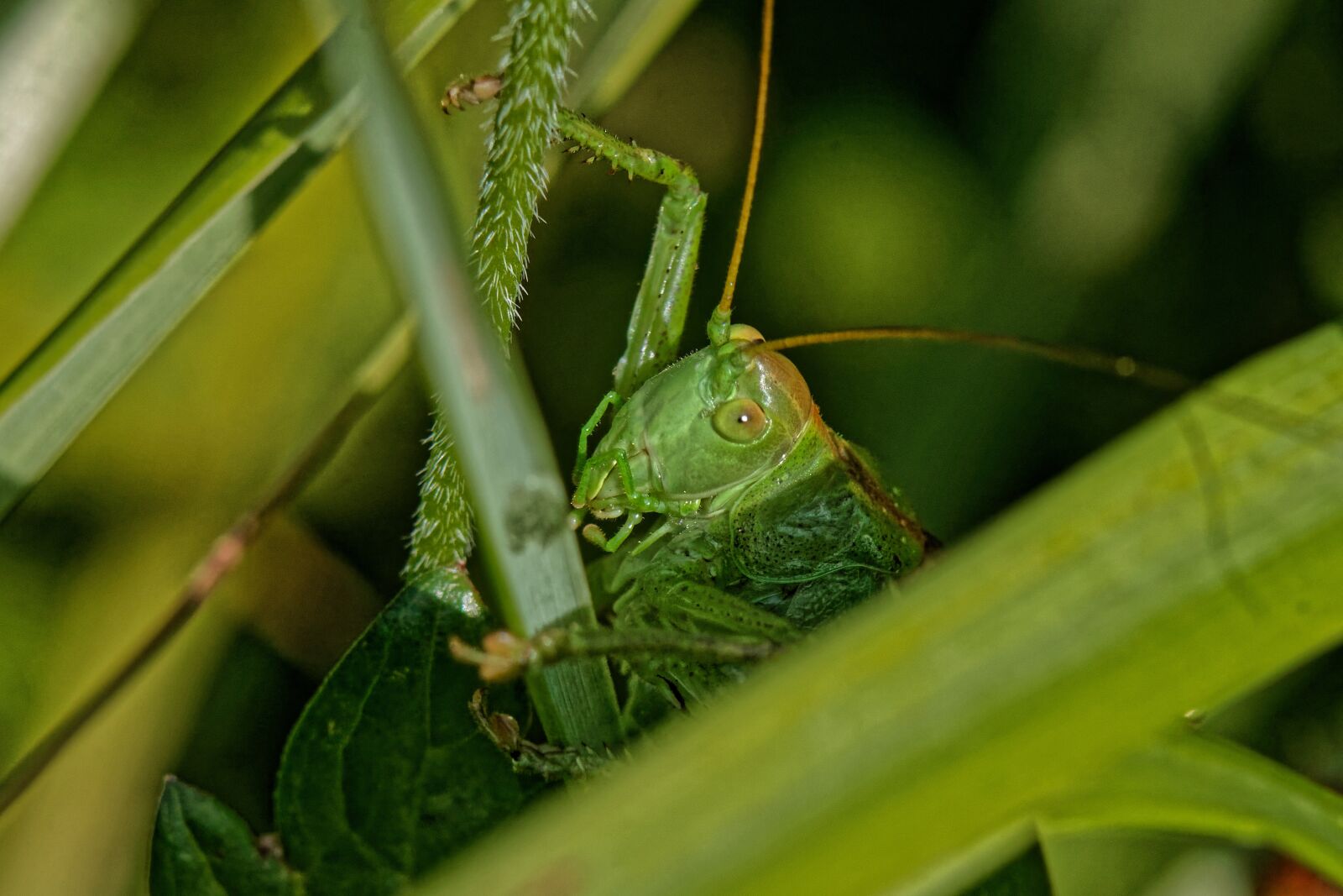 Canon EOS 500D (EOS Rebel T1i / EOS Kiss X3) sample photo. Grasshopper, insect, summer photography
