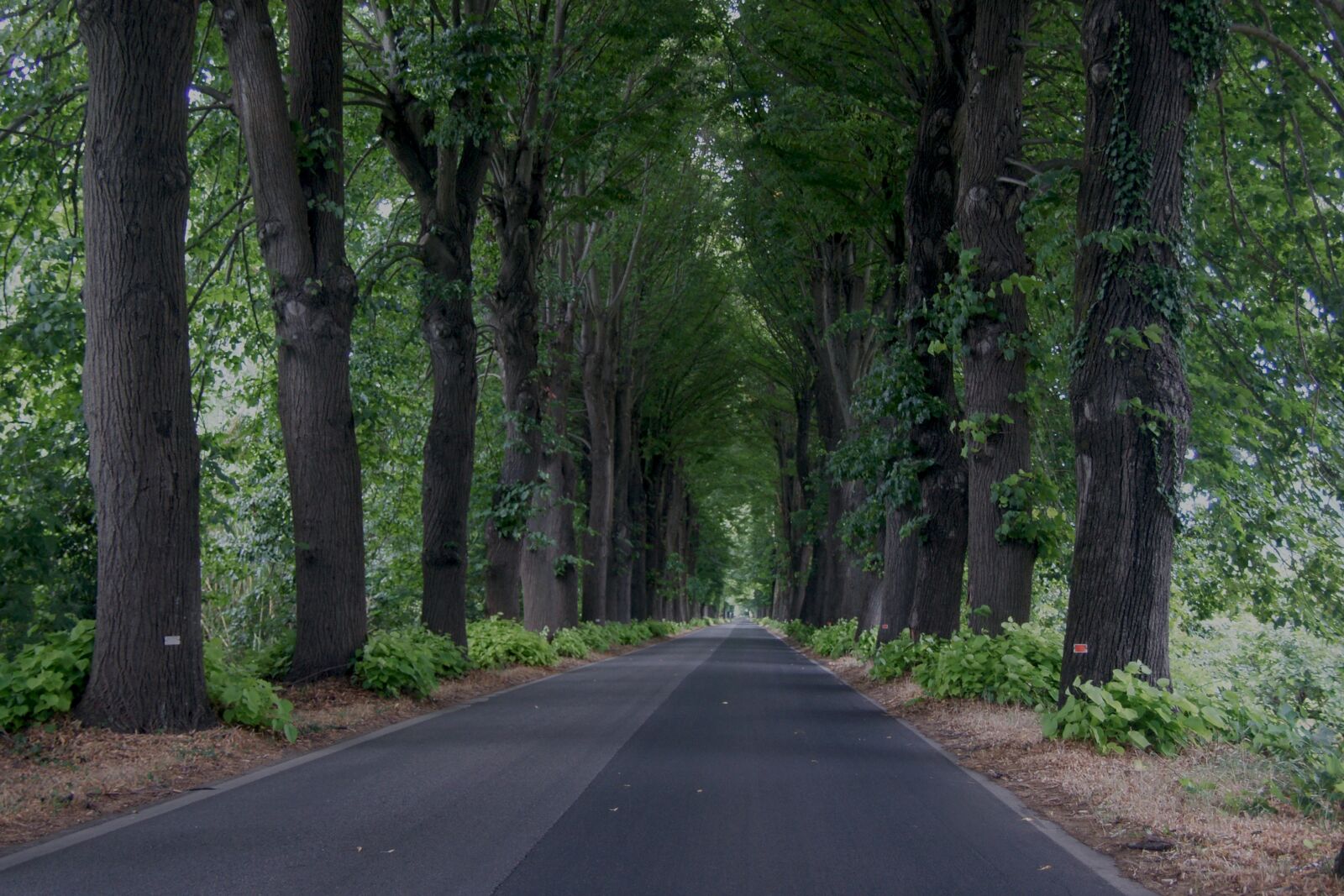 Sony Alpha DSLR-A850 sample photo. Trees, road, distance photography
