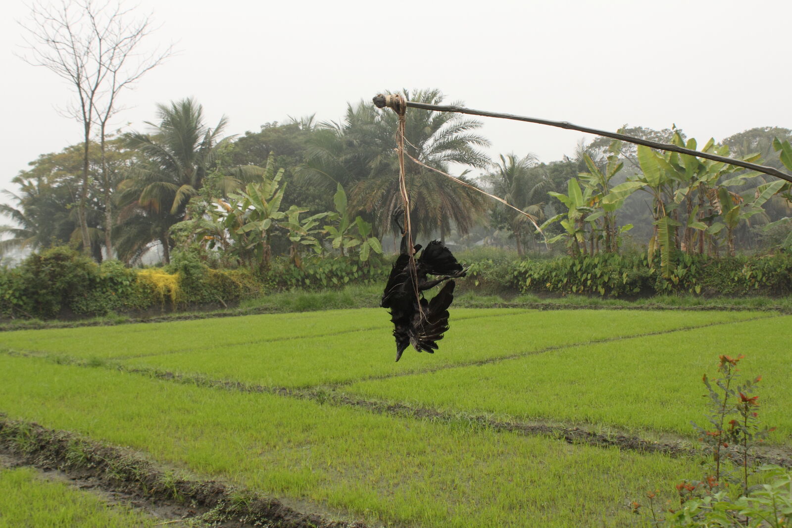 Canon EOS 500D (EOS Rebel T1i / EOS Kiss X3) sample photo. A, dead, crow photography