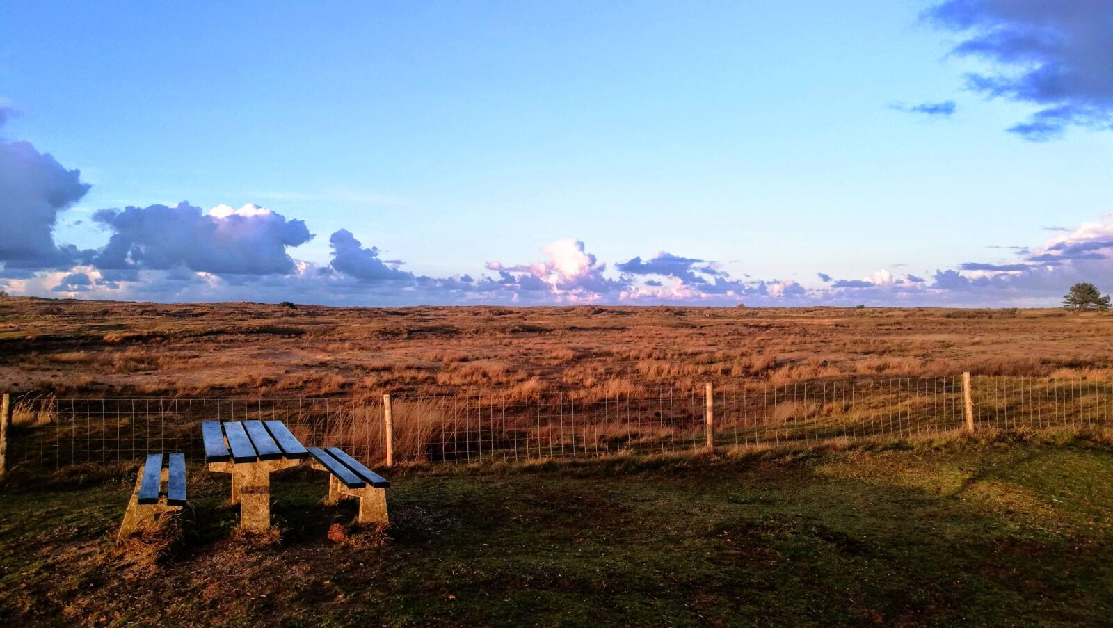 HUAWEI P9 sample photo. Ameland, heide, landscape photography