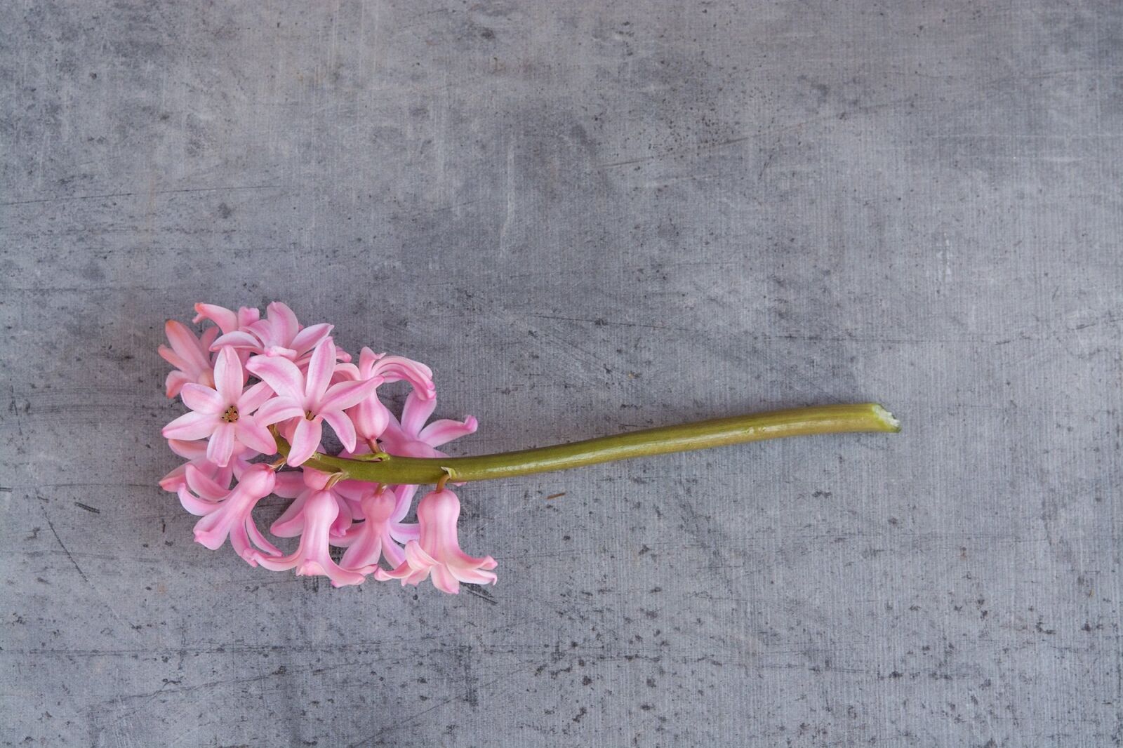 Nikon D7100 sample photo. Hyacinth, flower, pink photography