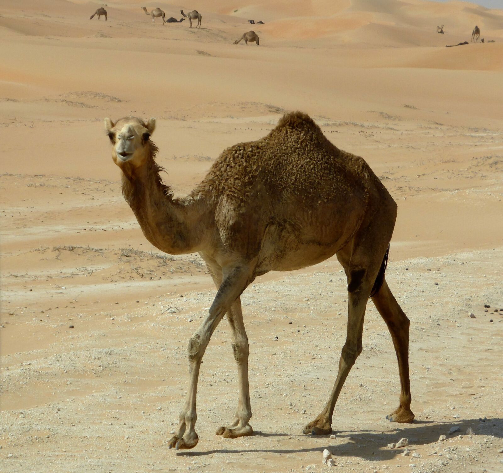Panasonic Lumix DMC-ZS30 (Lumix DMC-TZ40) sample photo. Dromedary, desert ship, sand photography