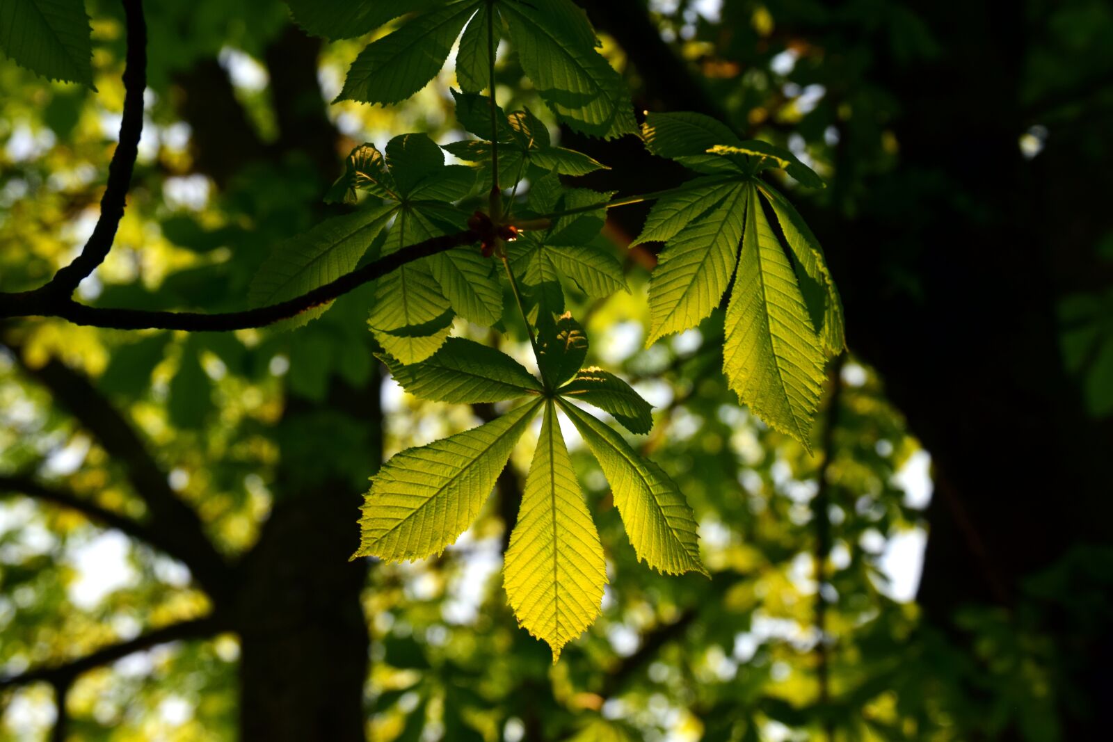 Nikon D3300 sample photo. Leaf, plant, tree photography
