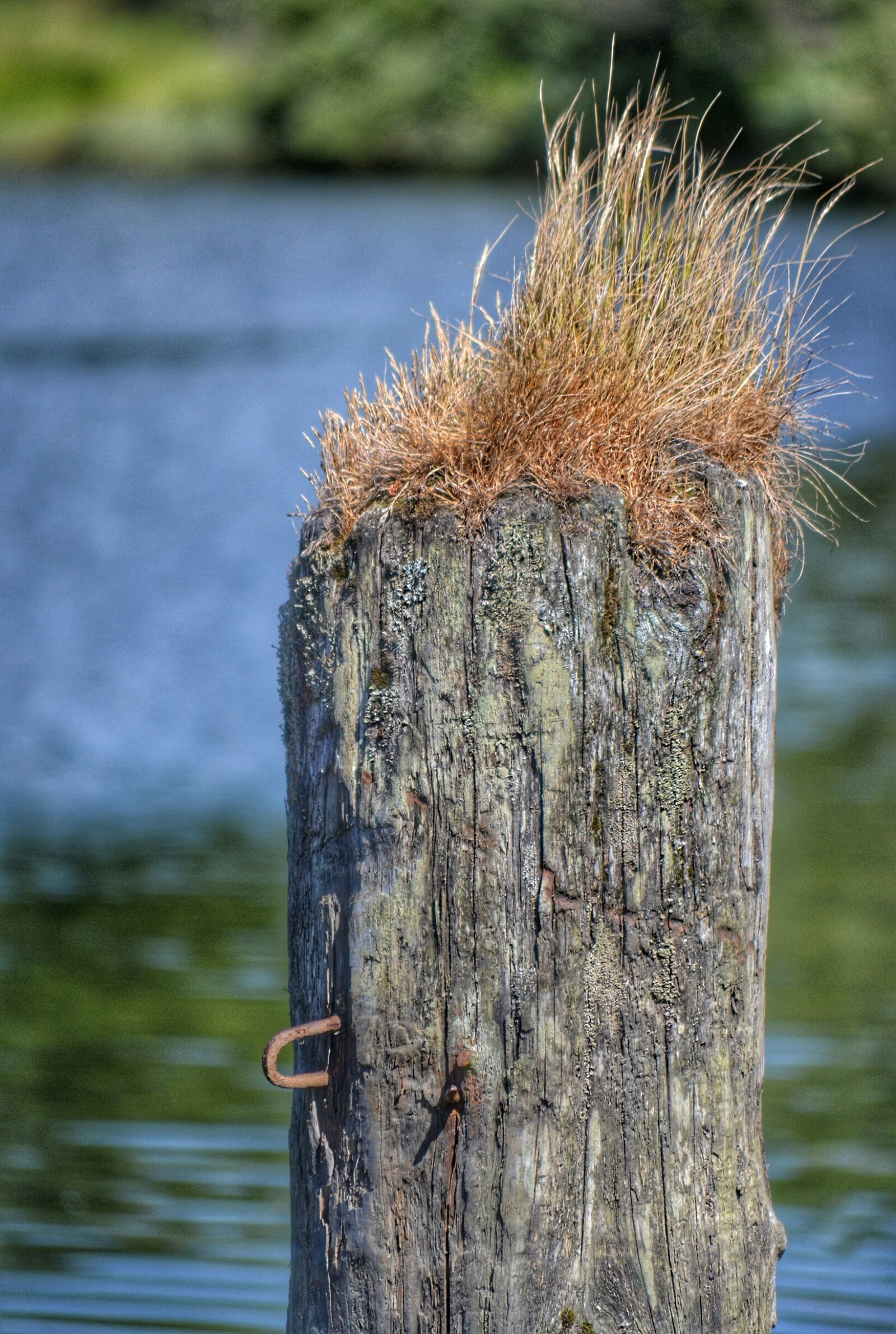Nikon D3100 sample photo. Grass, river, wood photography