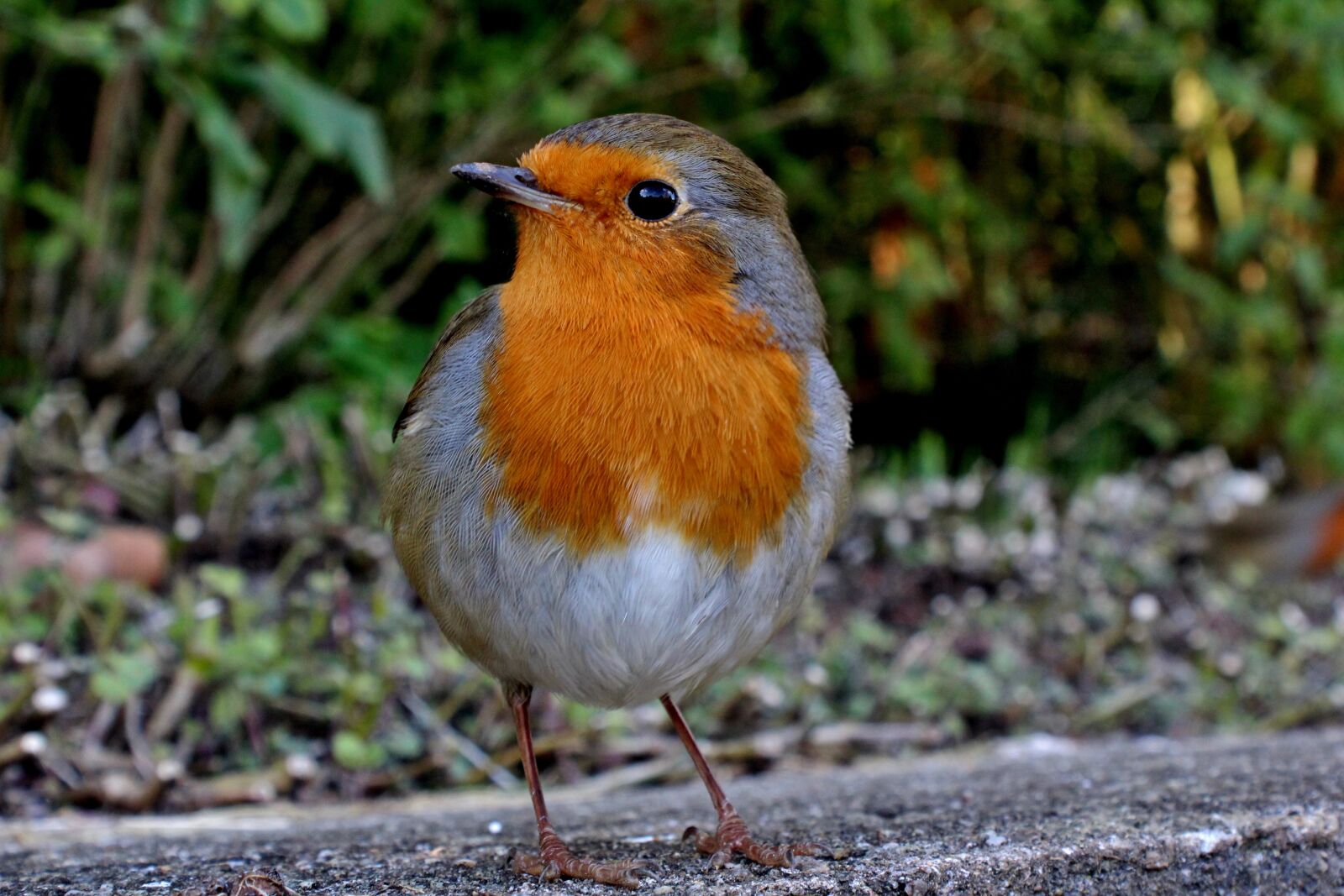 Canon EOS 600D (Rebel EOS T3i / EOS Kiss X5) sample photo. Robin, wildlife, bird photography